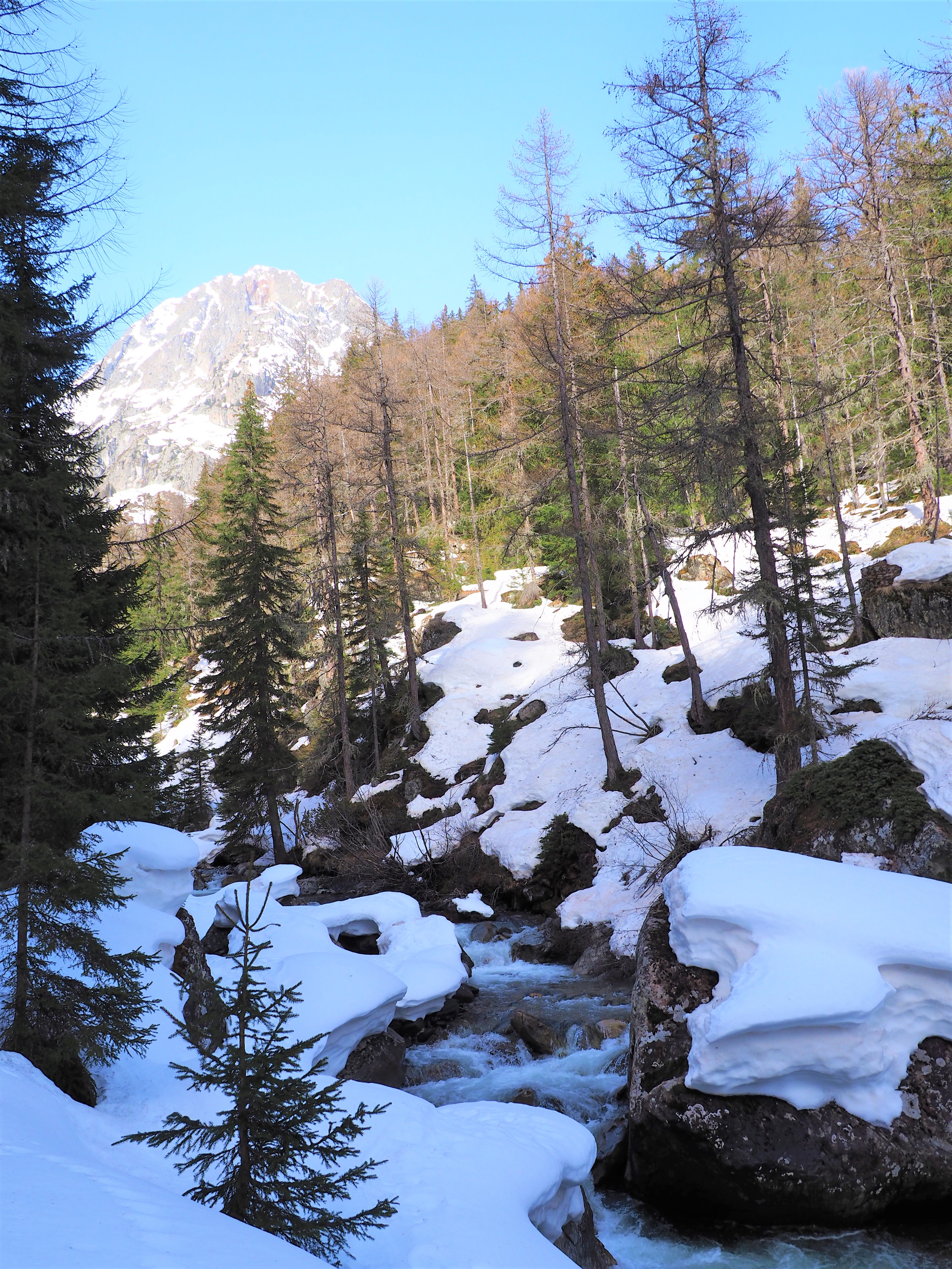 Sapin - Alpes