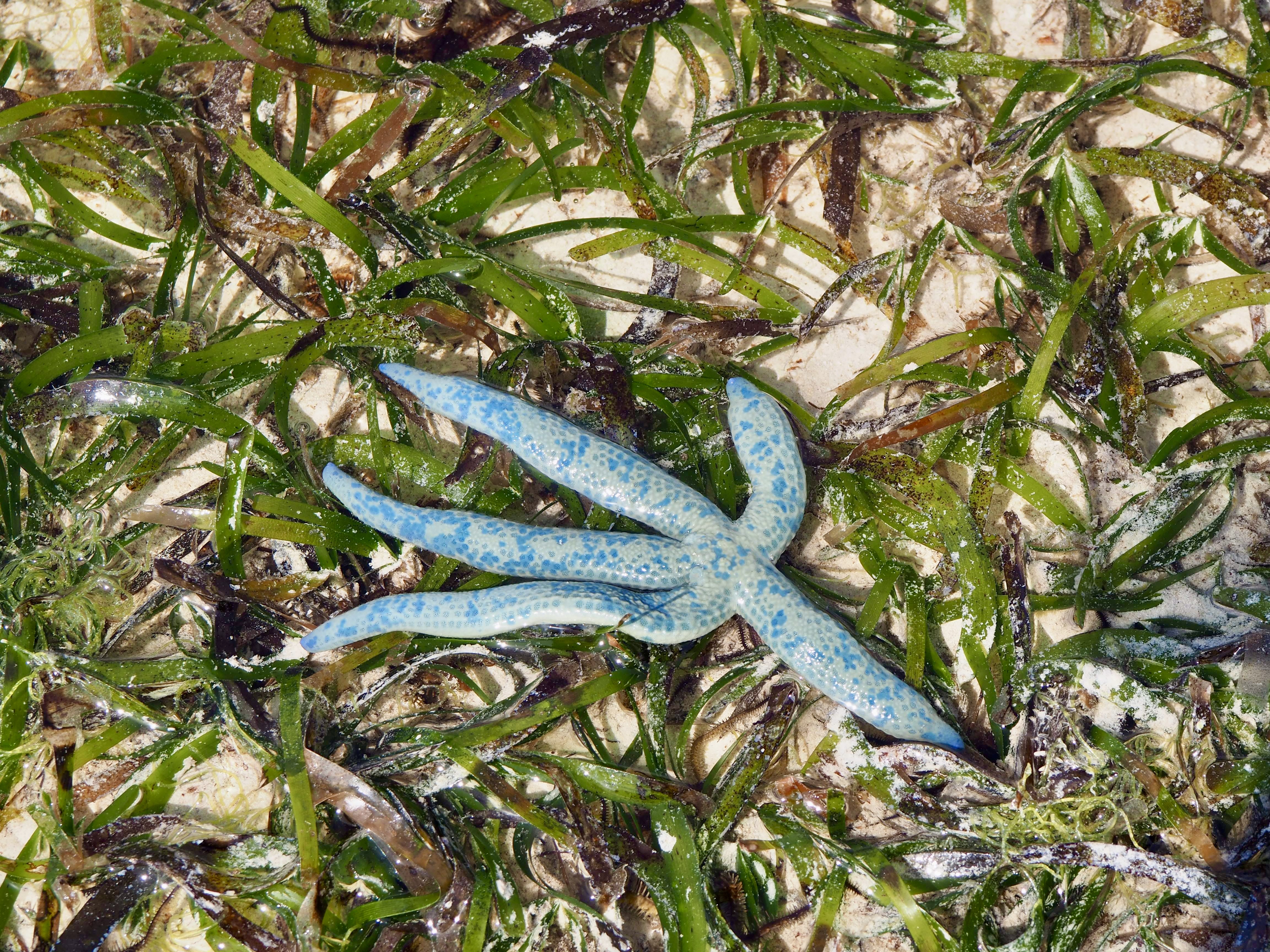 etoile de mer zanzibar