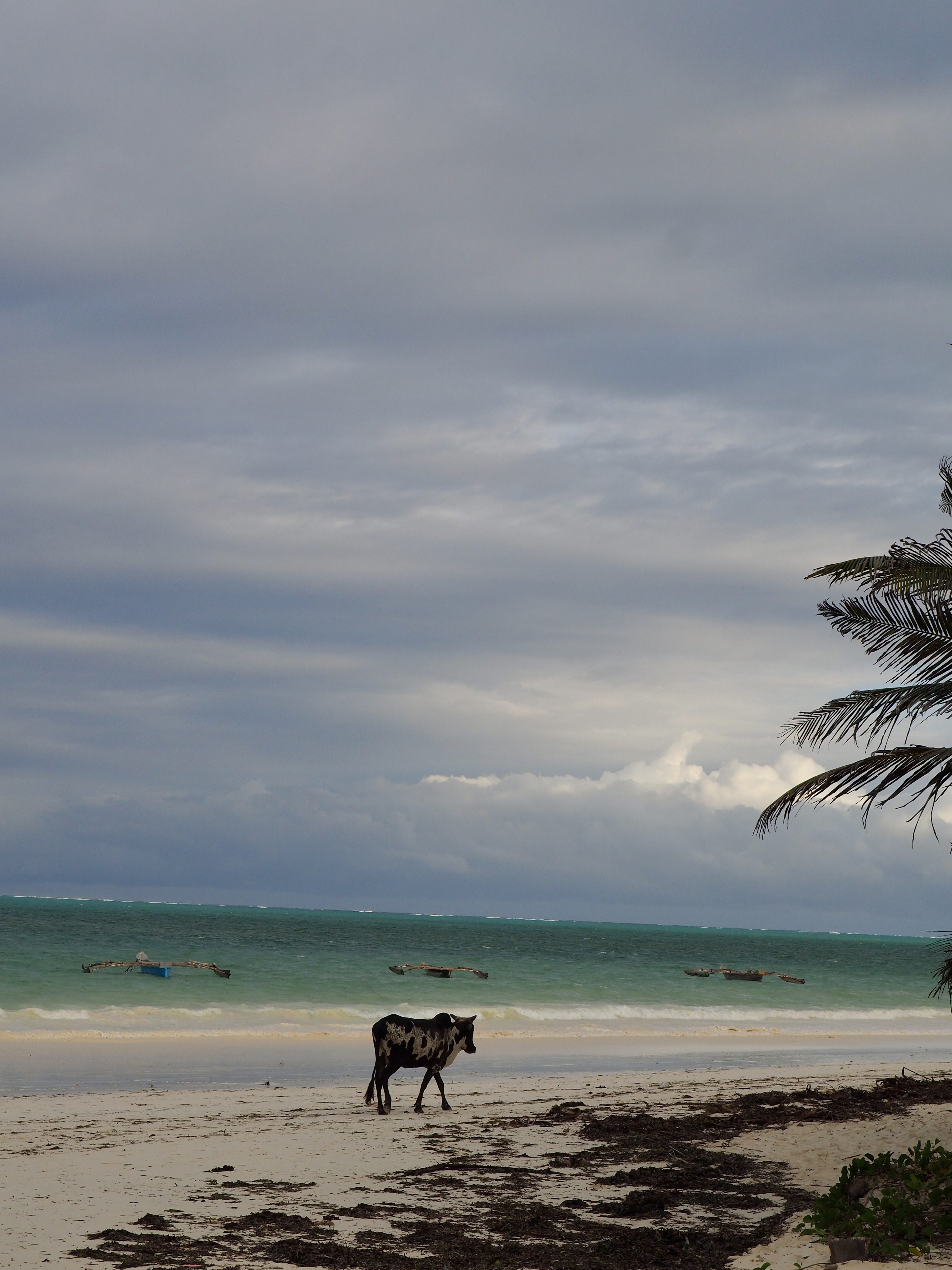 zanzibar plage bwejuu vache