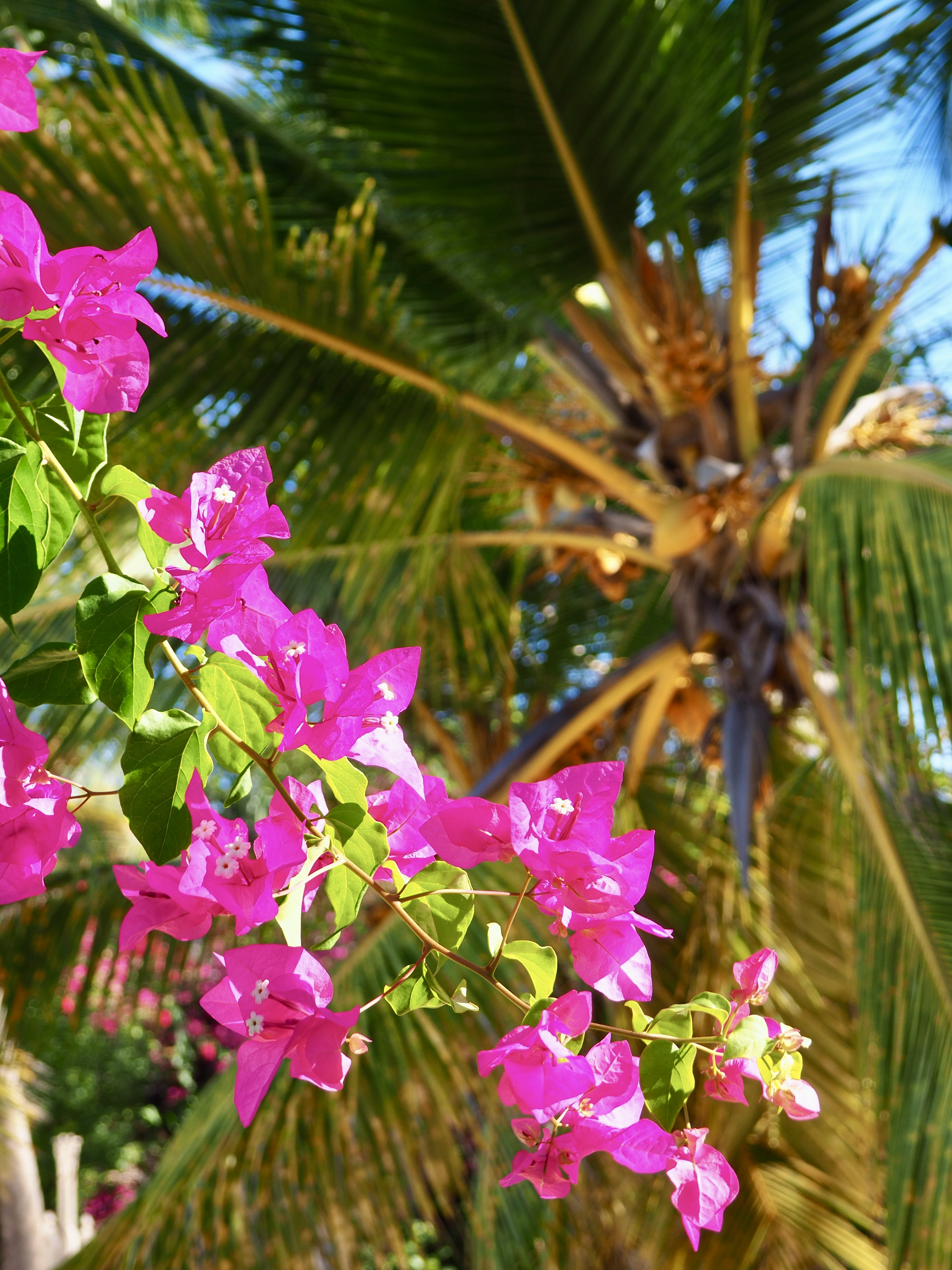 fleurs zanzibar