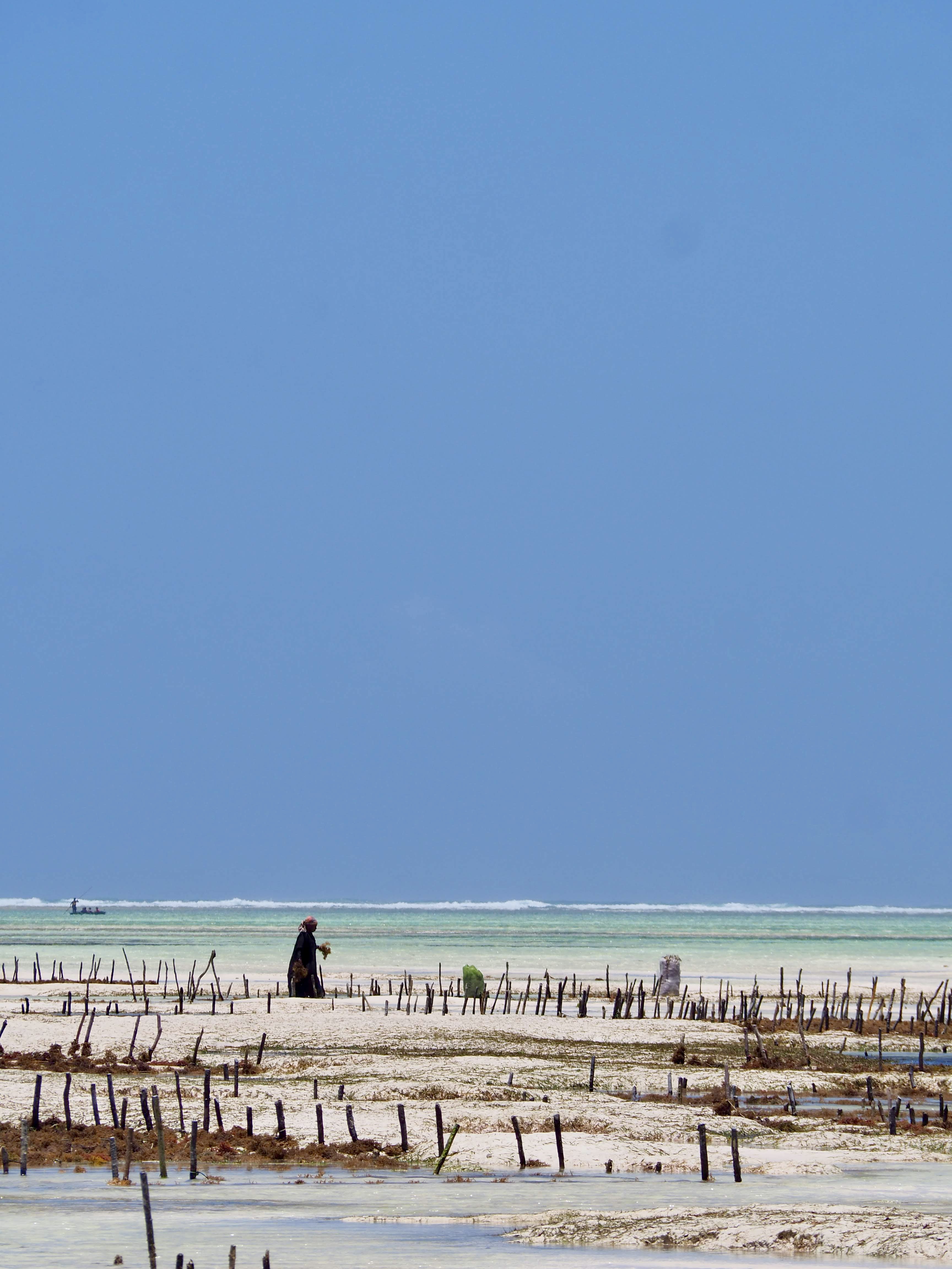 mwani-zanzibar-plage