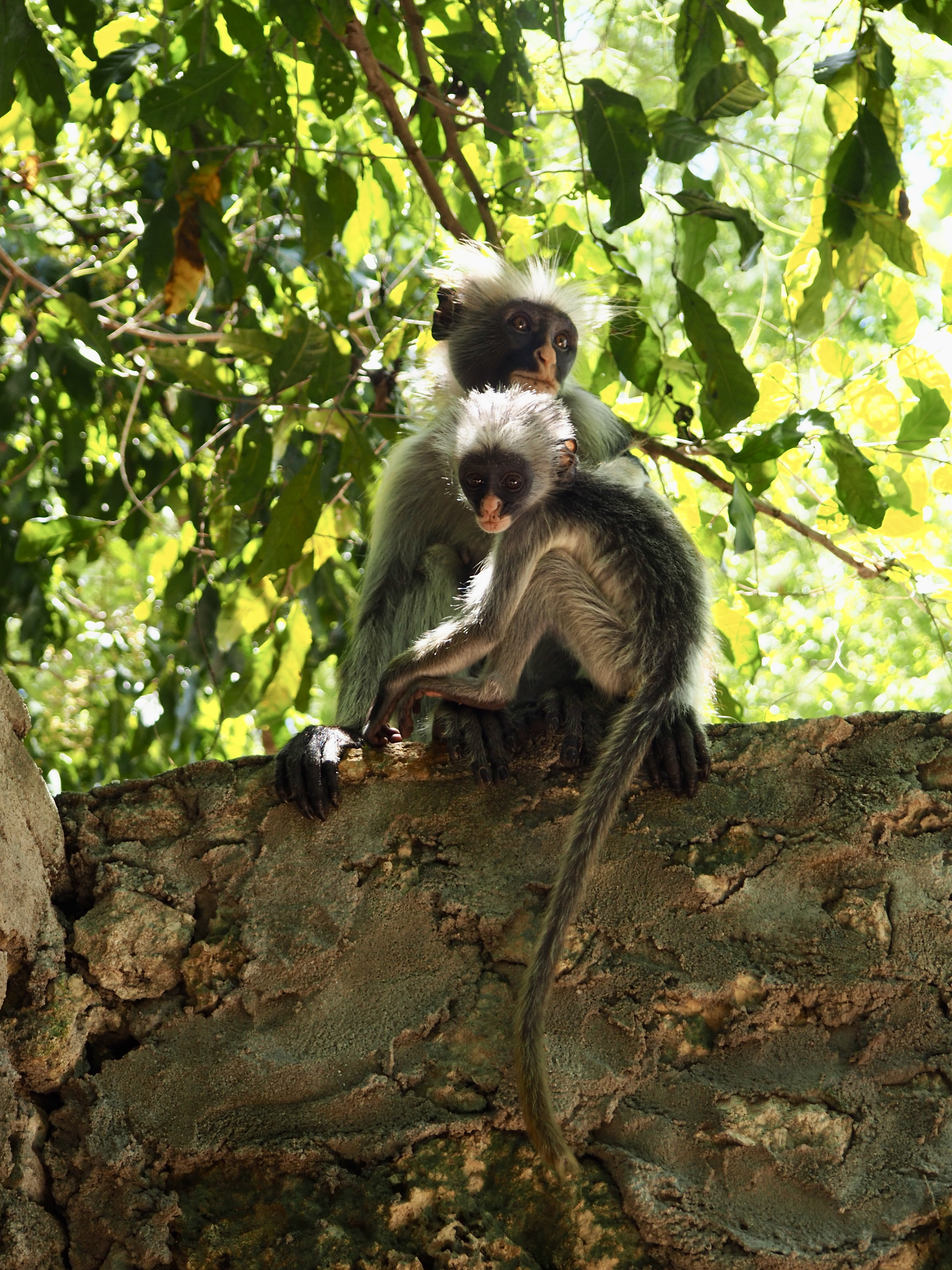 singe-tanzanie-zanzibar.