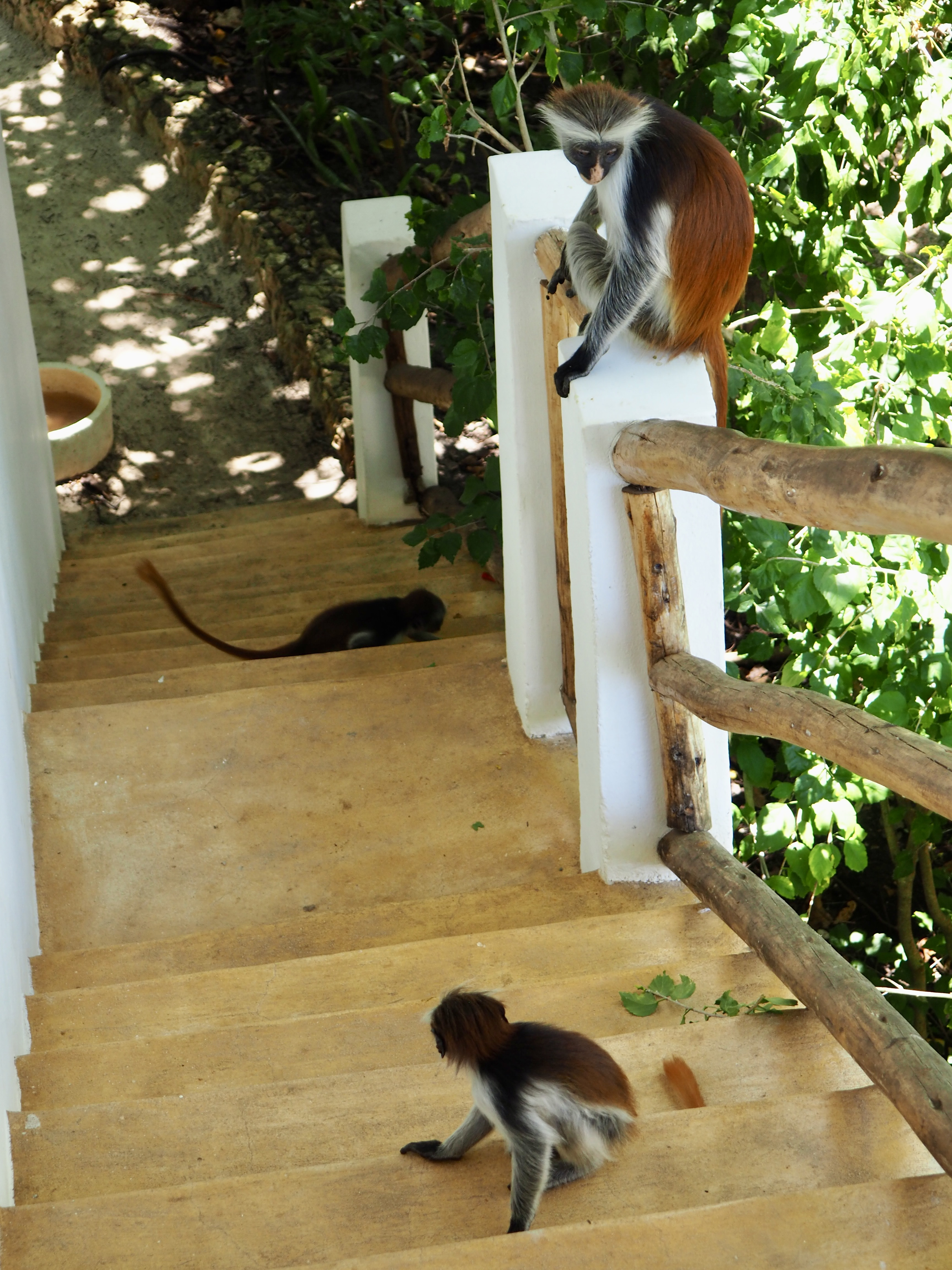 singes zanzibar