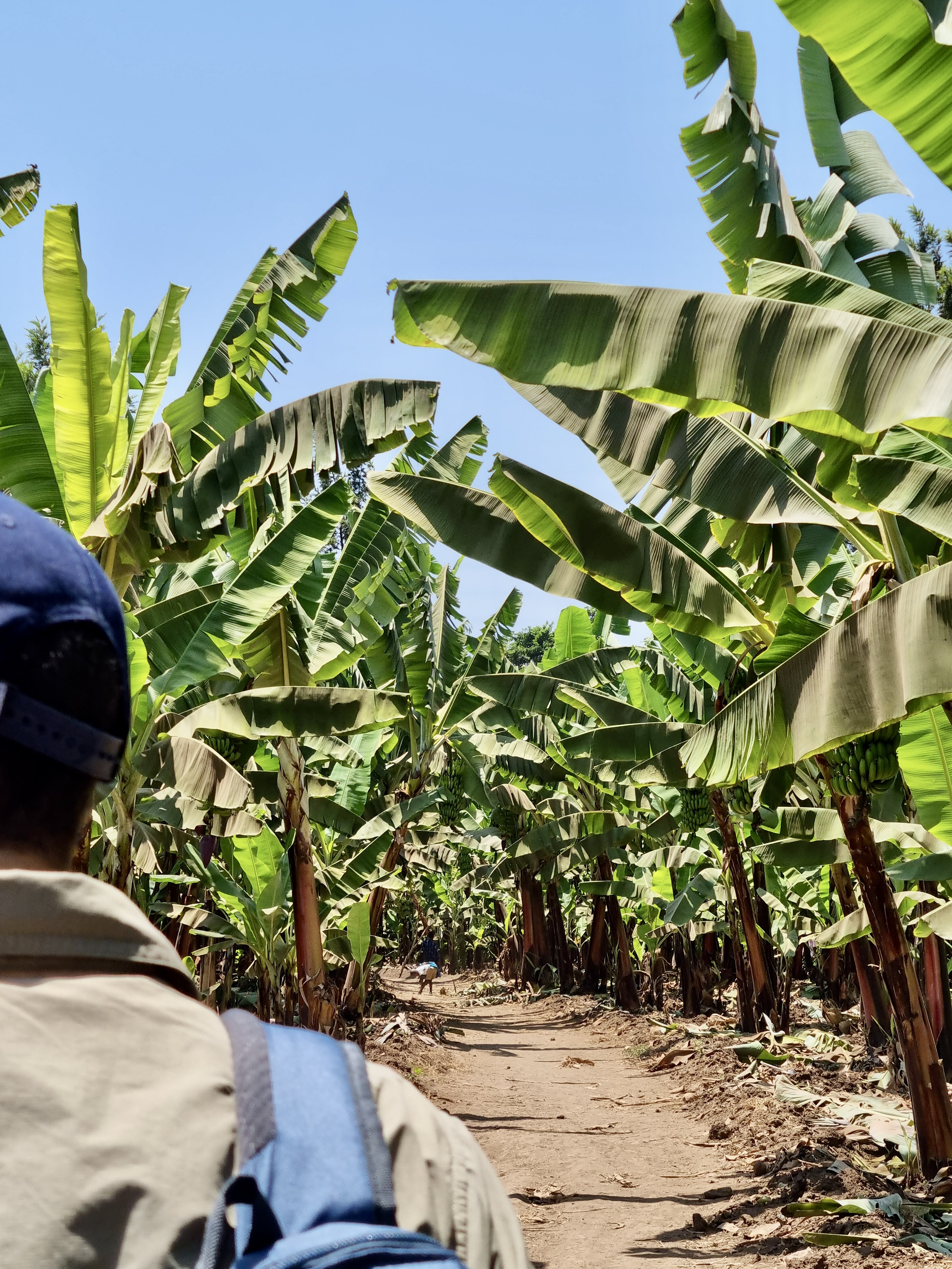 MTO WA MBU bananeraie tanzanie