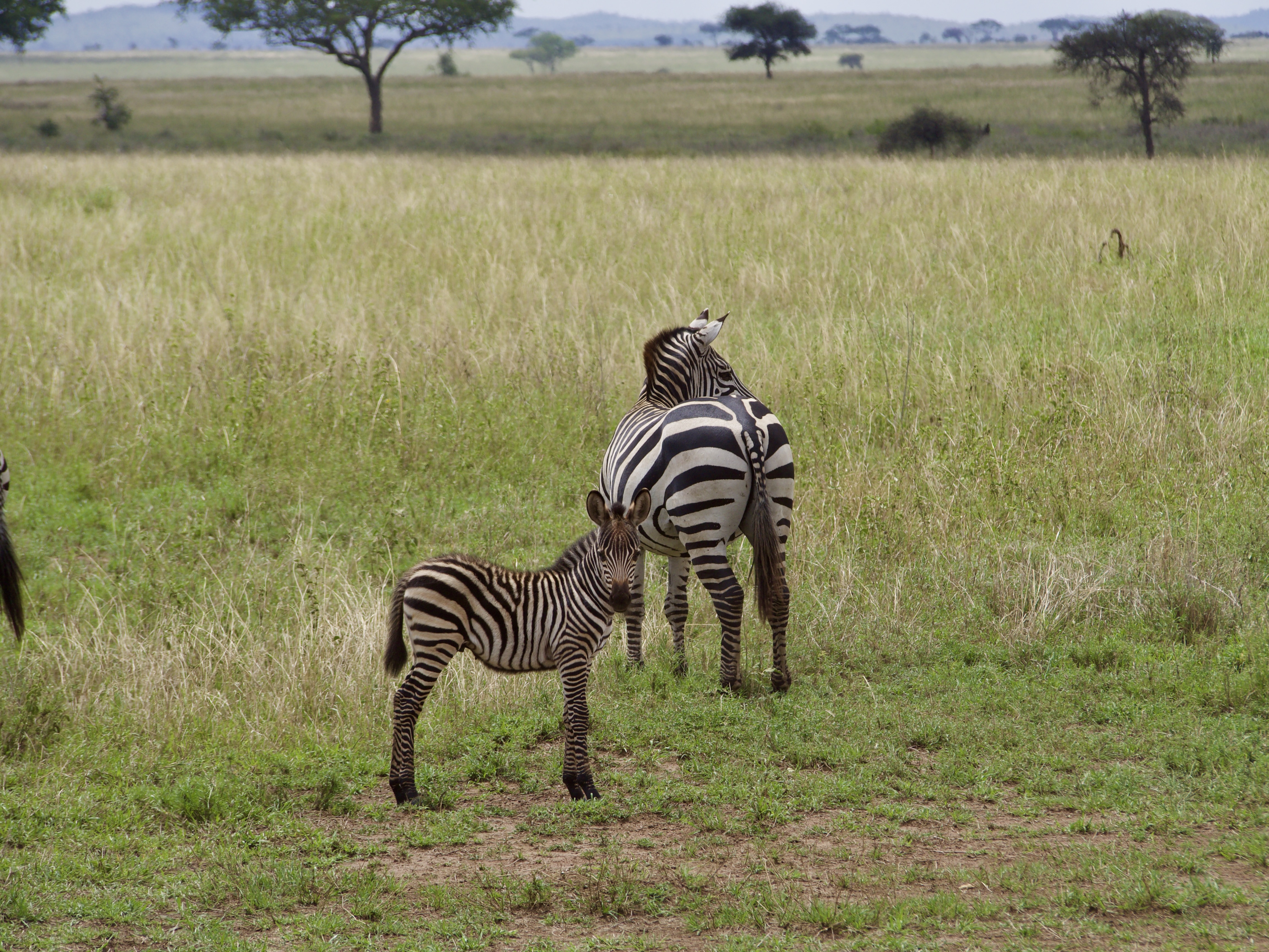 bebe-zebre-safari-tanzanie-serengeti