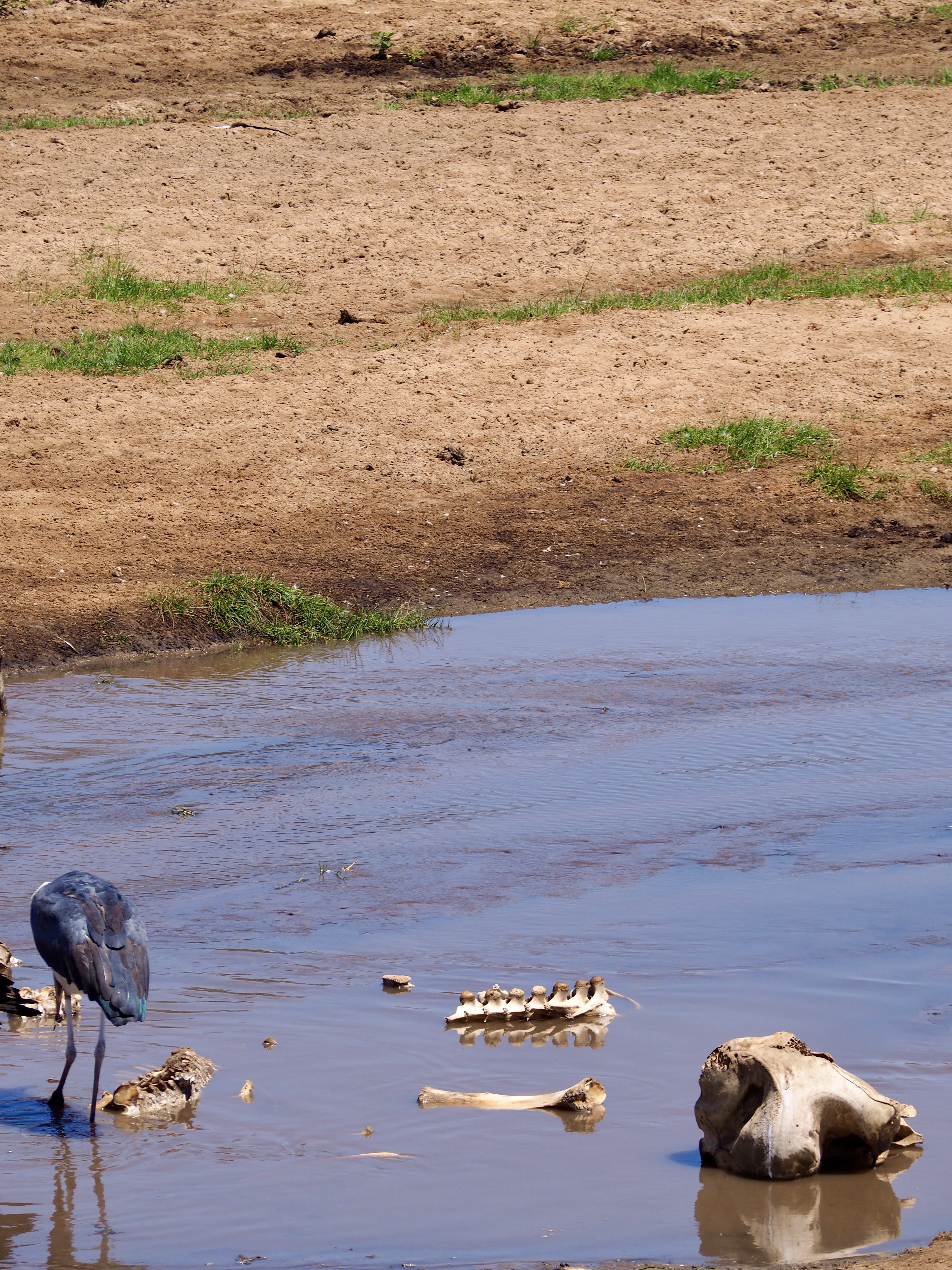 carcasse-tarangire-safari