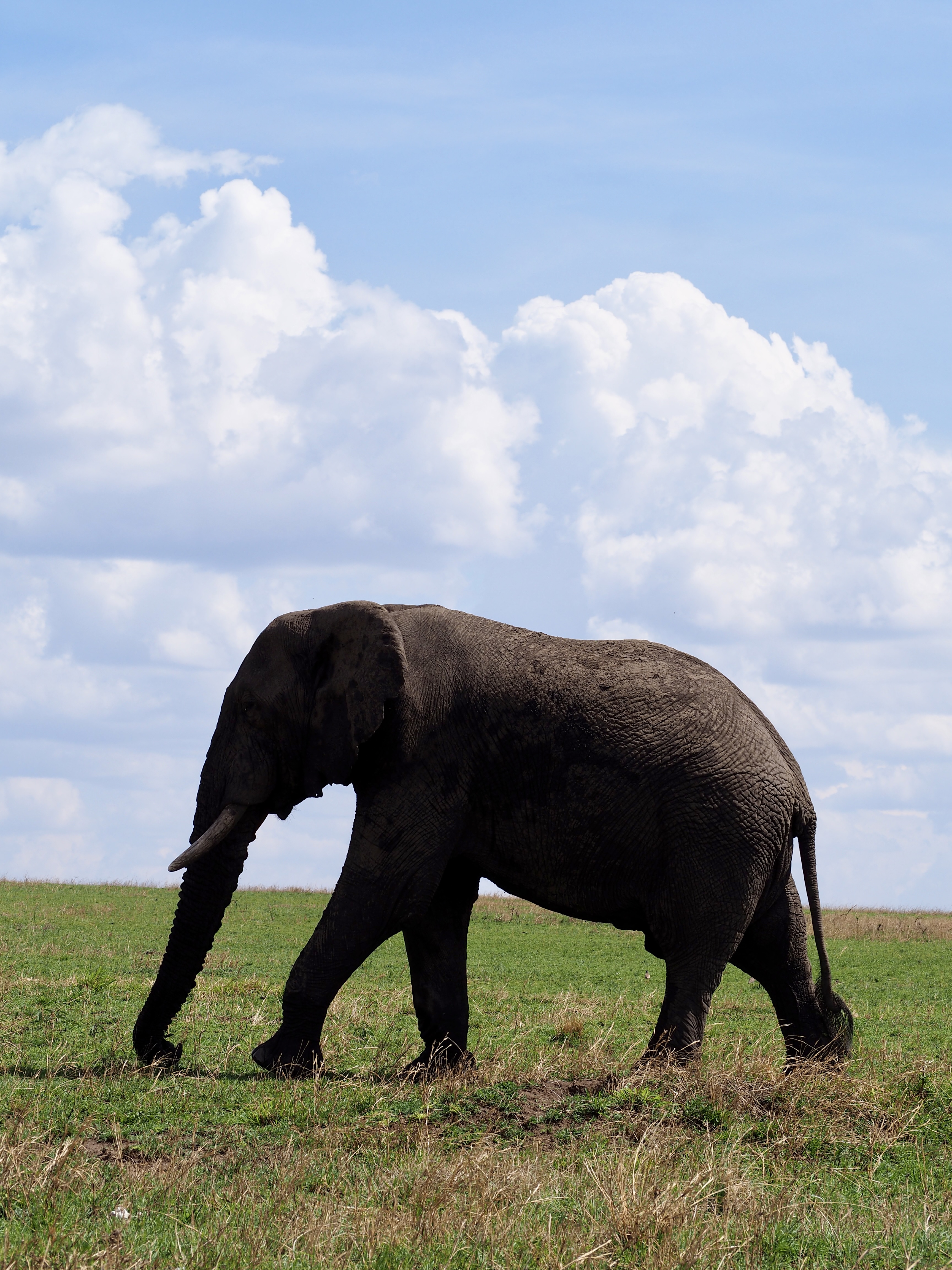 elephant-safari-tanzanie