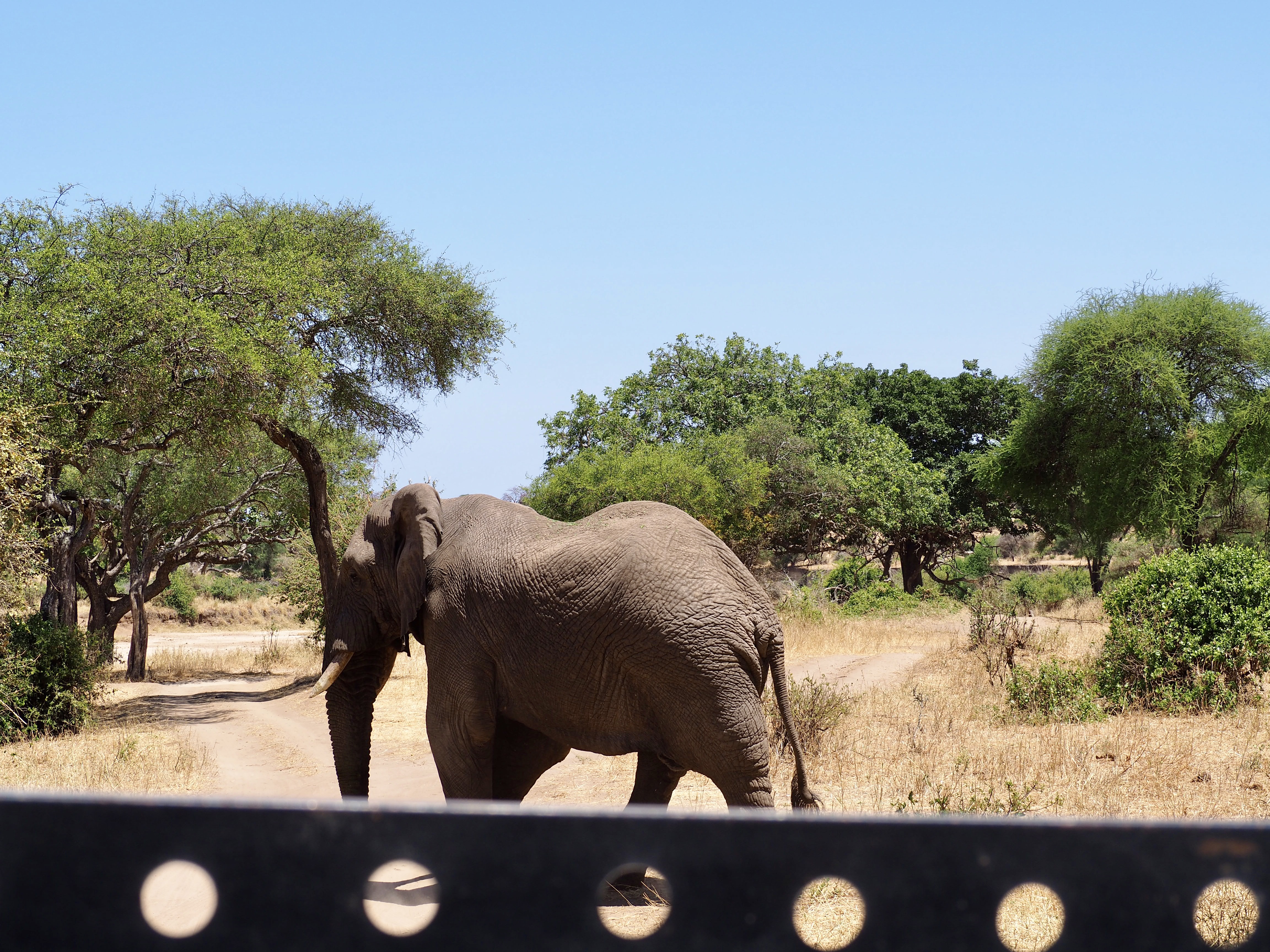 elephant-tarangire