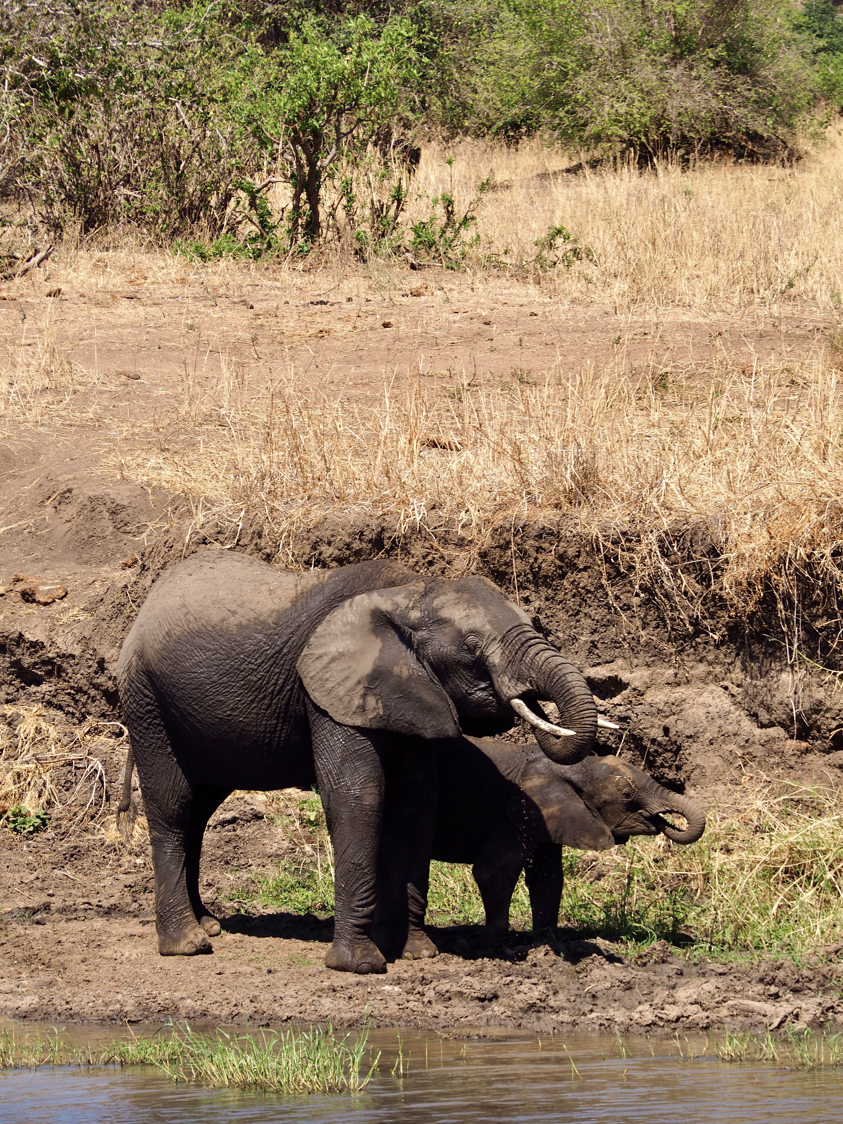 elephants-qui-boivent-tarangire-safari-tanzanie