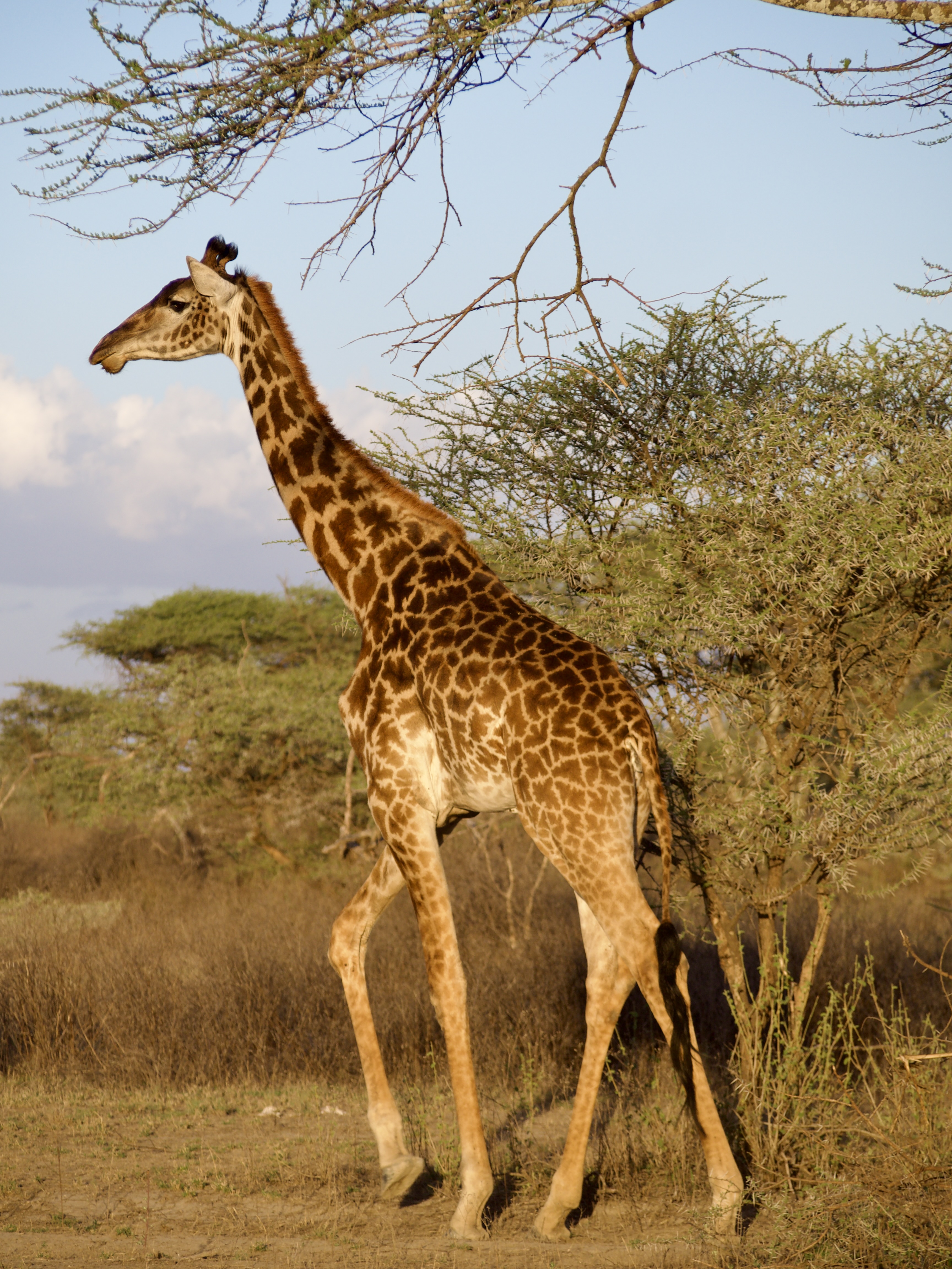 girafe-ndutu-safari-tanzanie