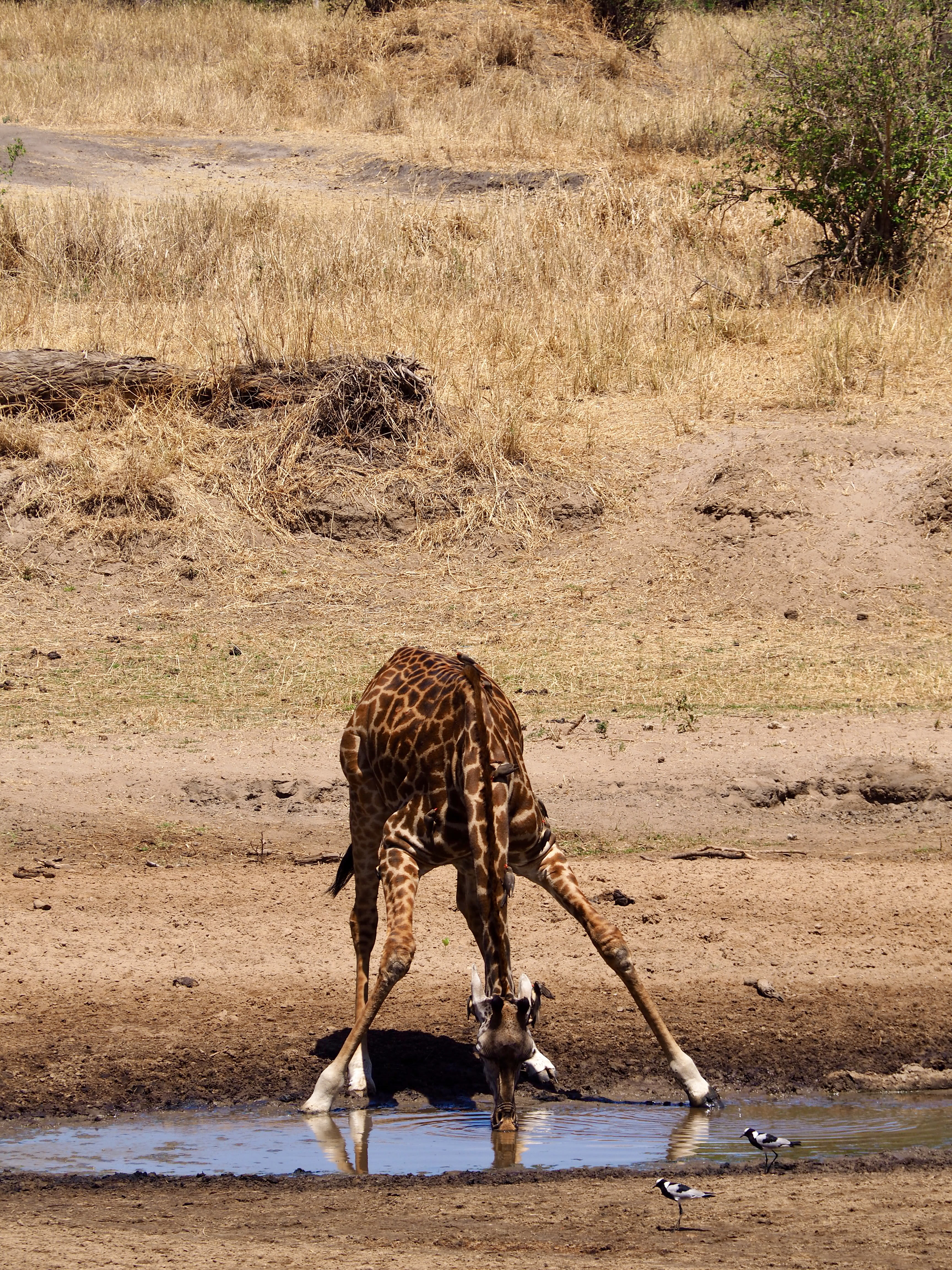 girafe-qui-boit-tarangire-safari-tanzanie