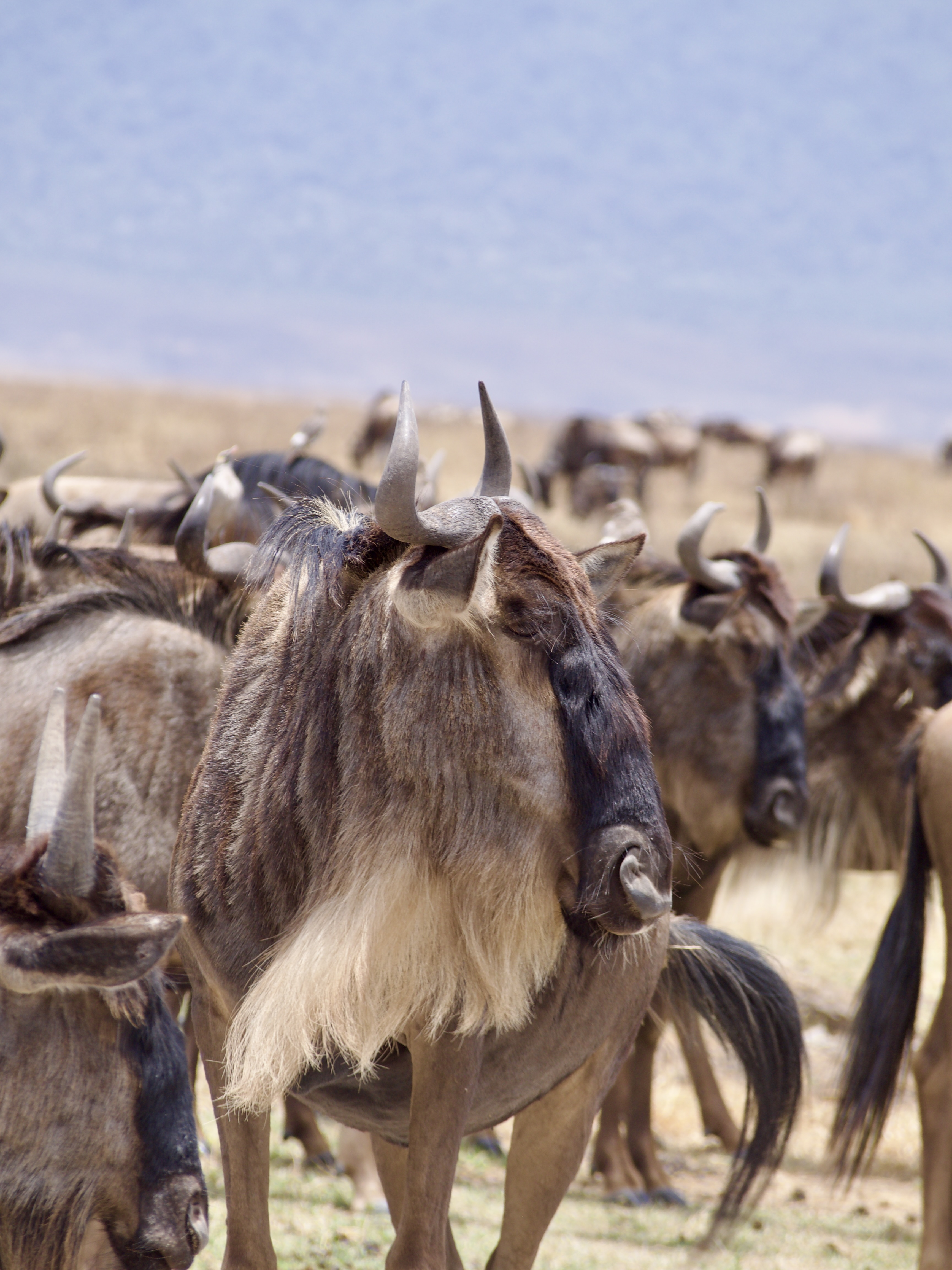 gnou-de-profil-tanzanie