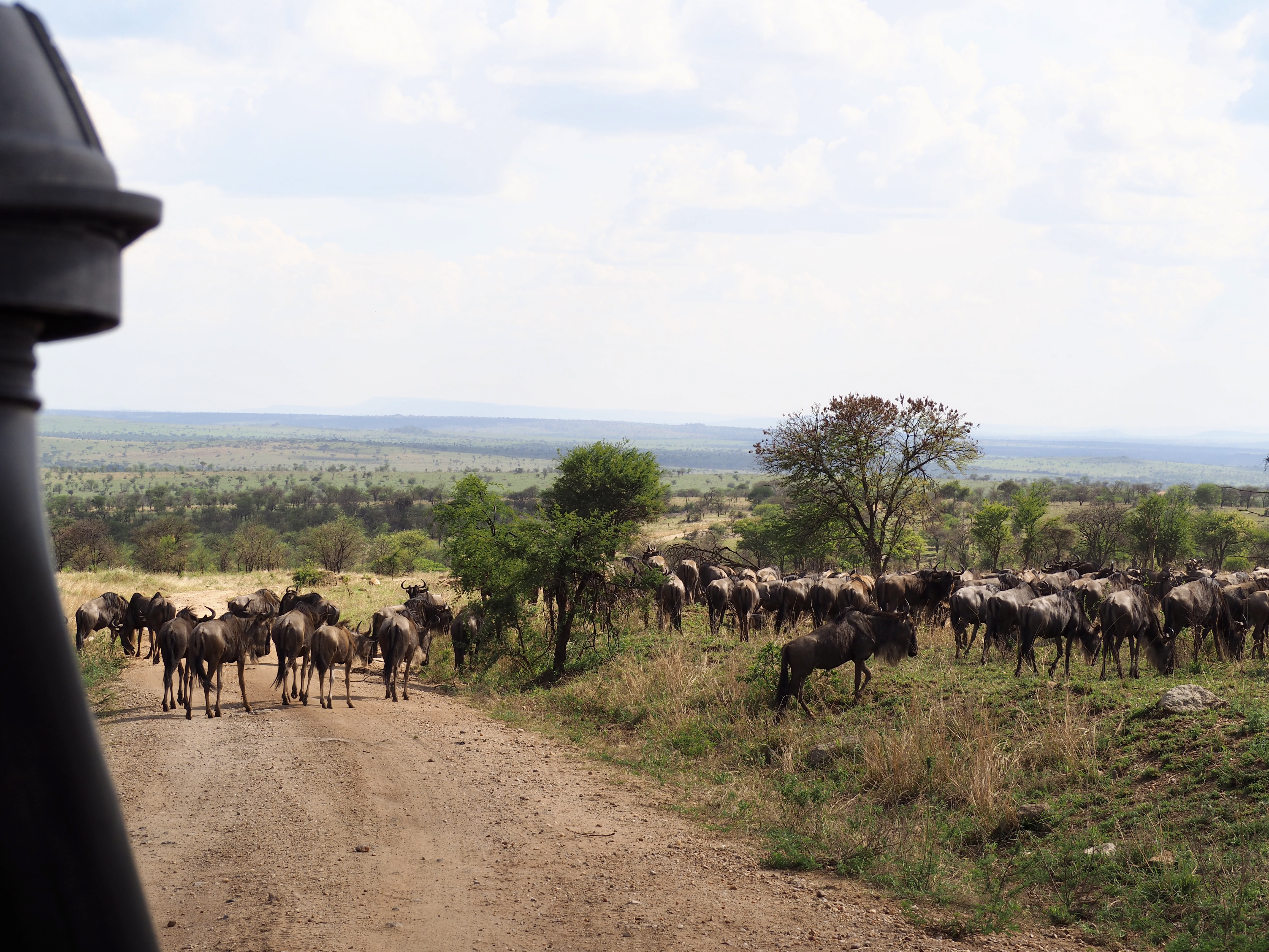 gnou-et-zebre-serengeti