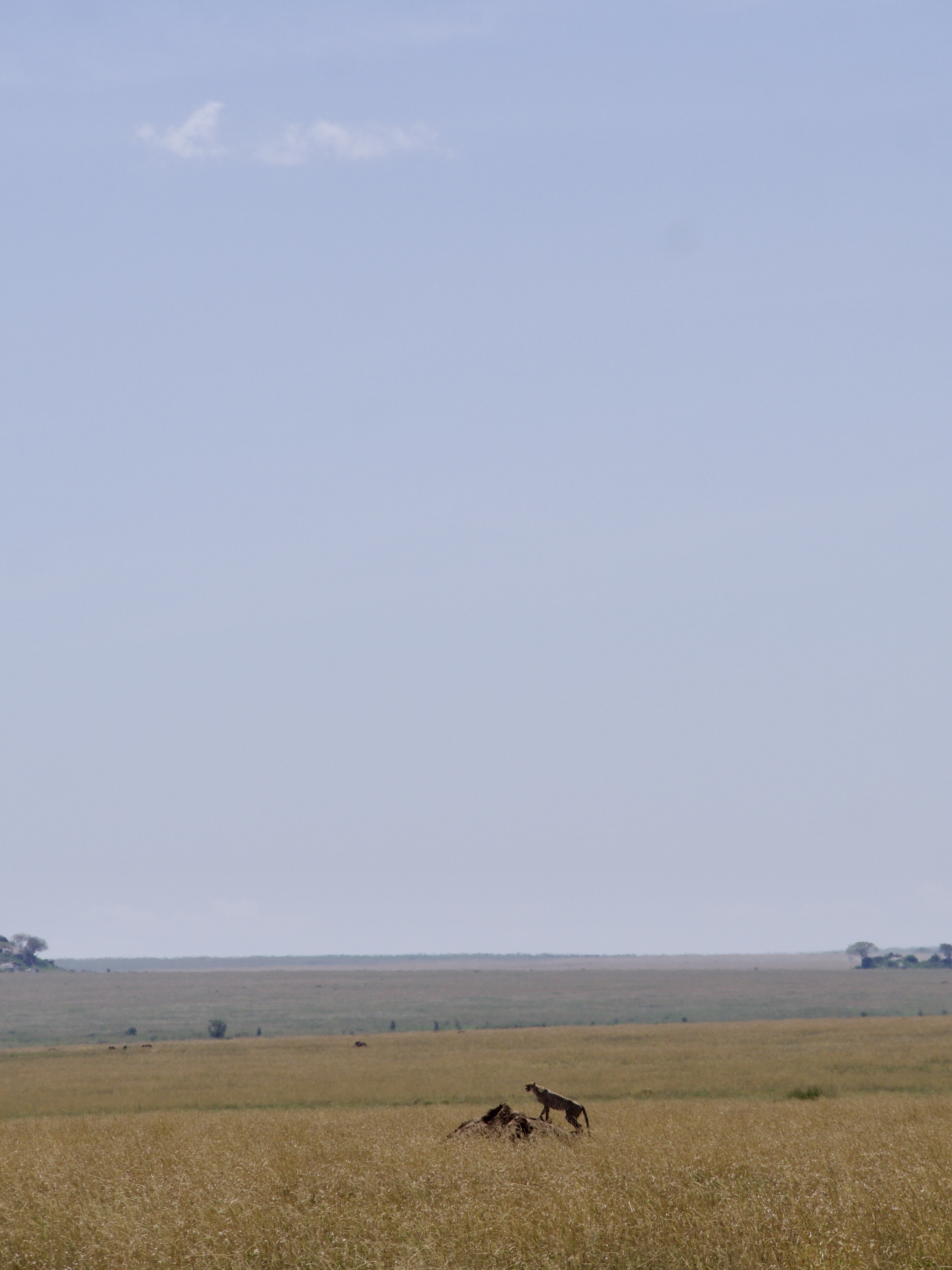 guepard-safari-serengeti-tanzanie.