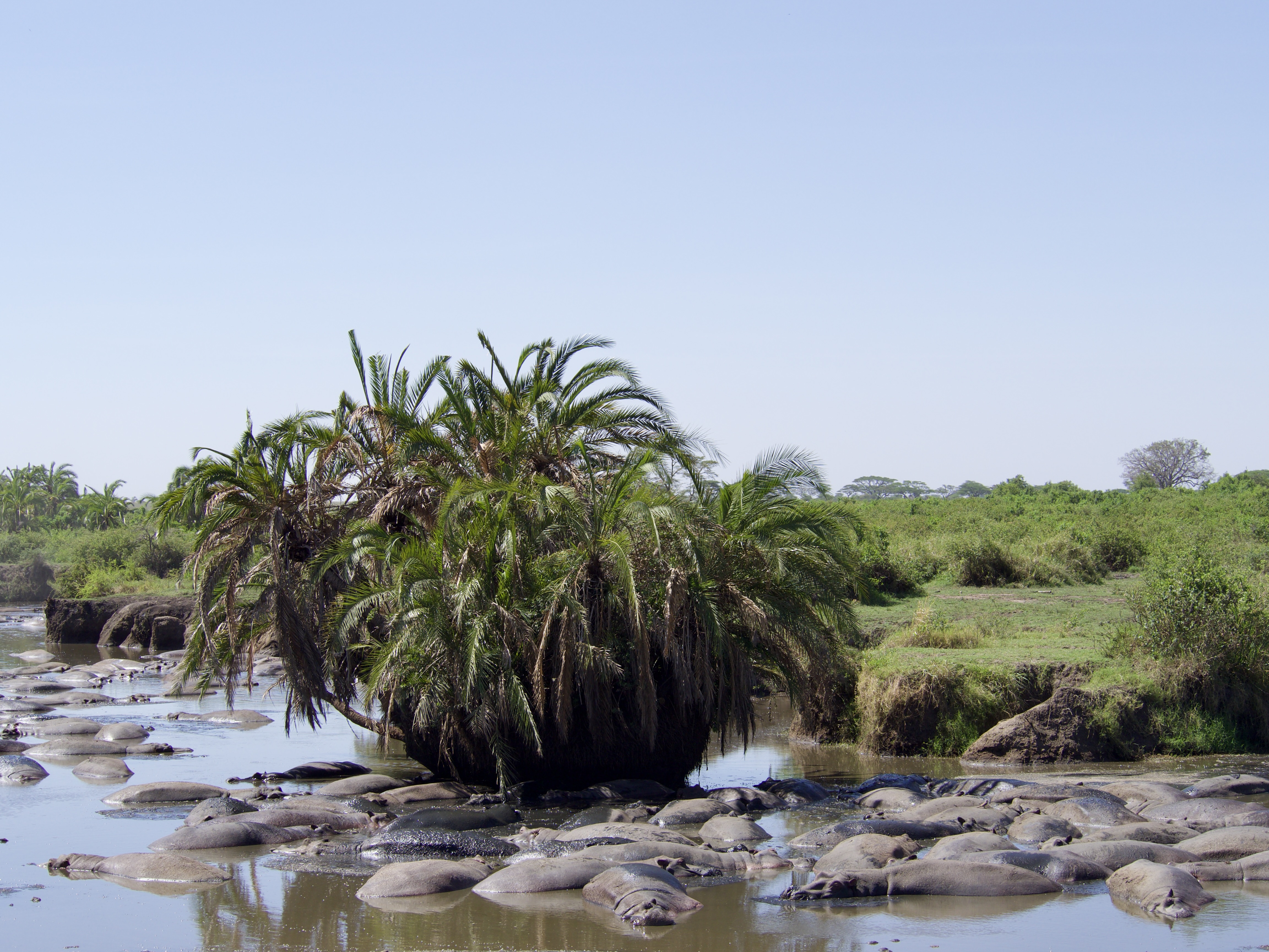 hippopotame-safari-tanzanie.