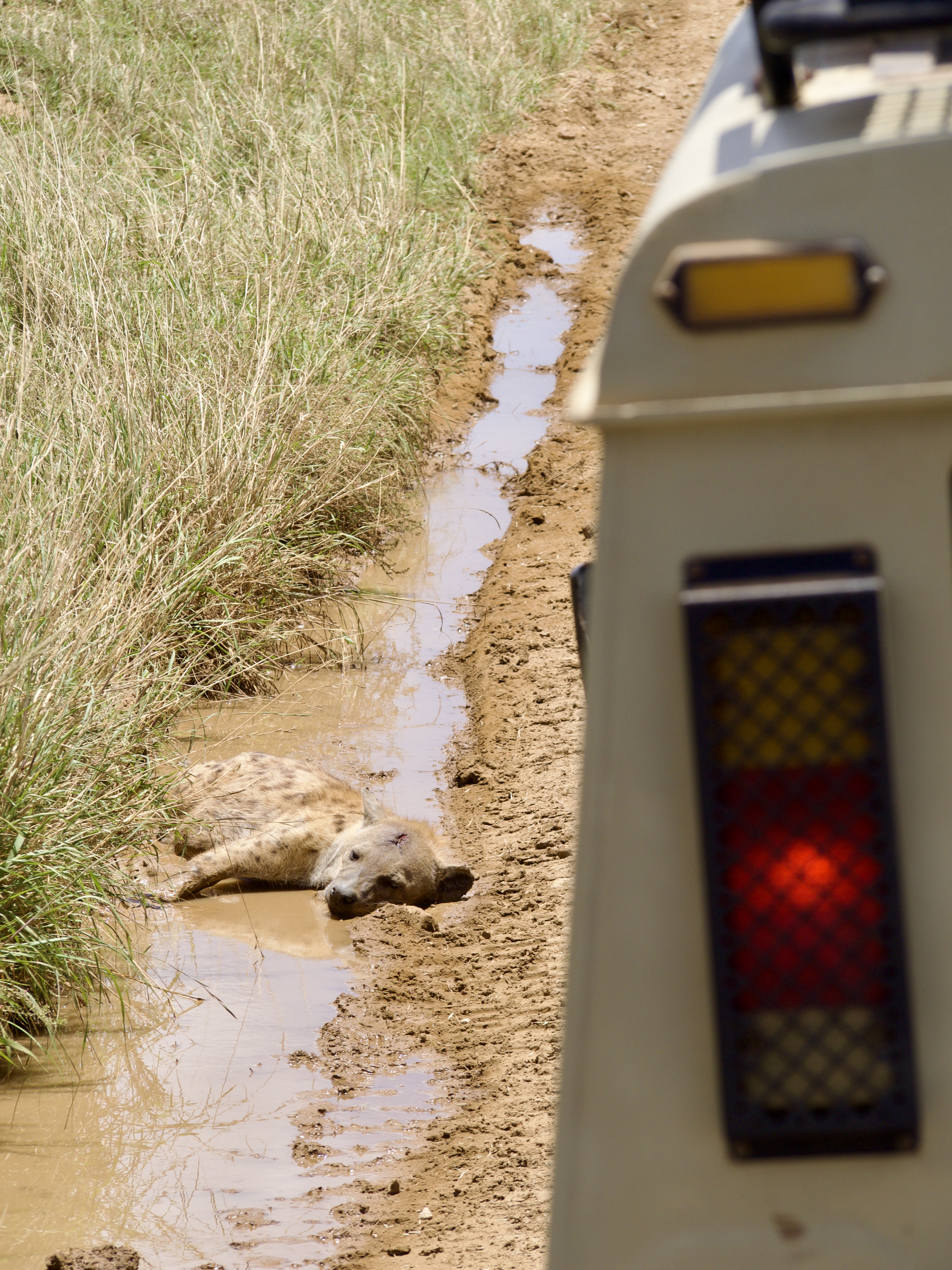 hyene-tanzanie-serengeti-safari.