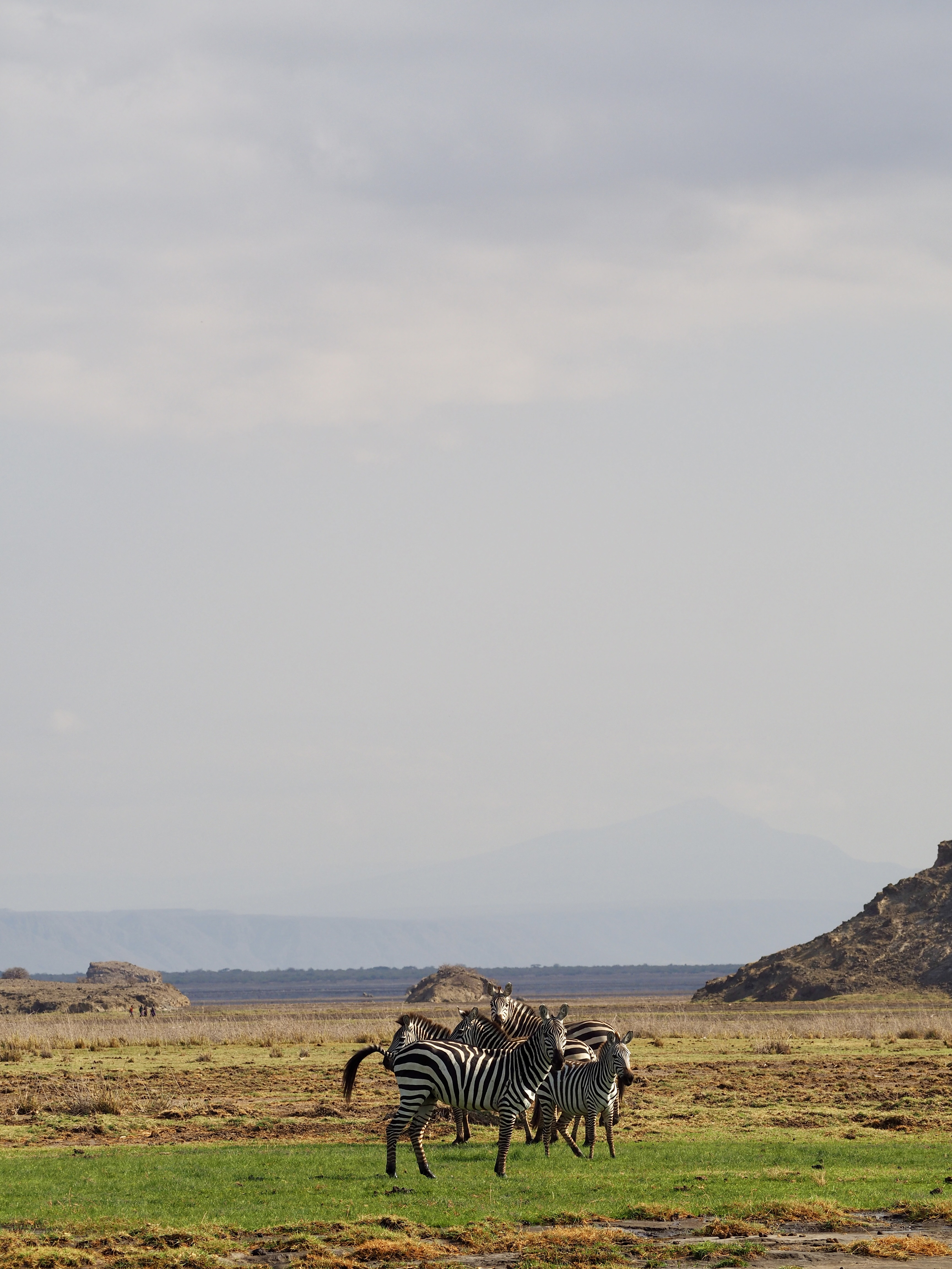 lac-natron-safari-tanzanie-zebres