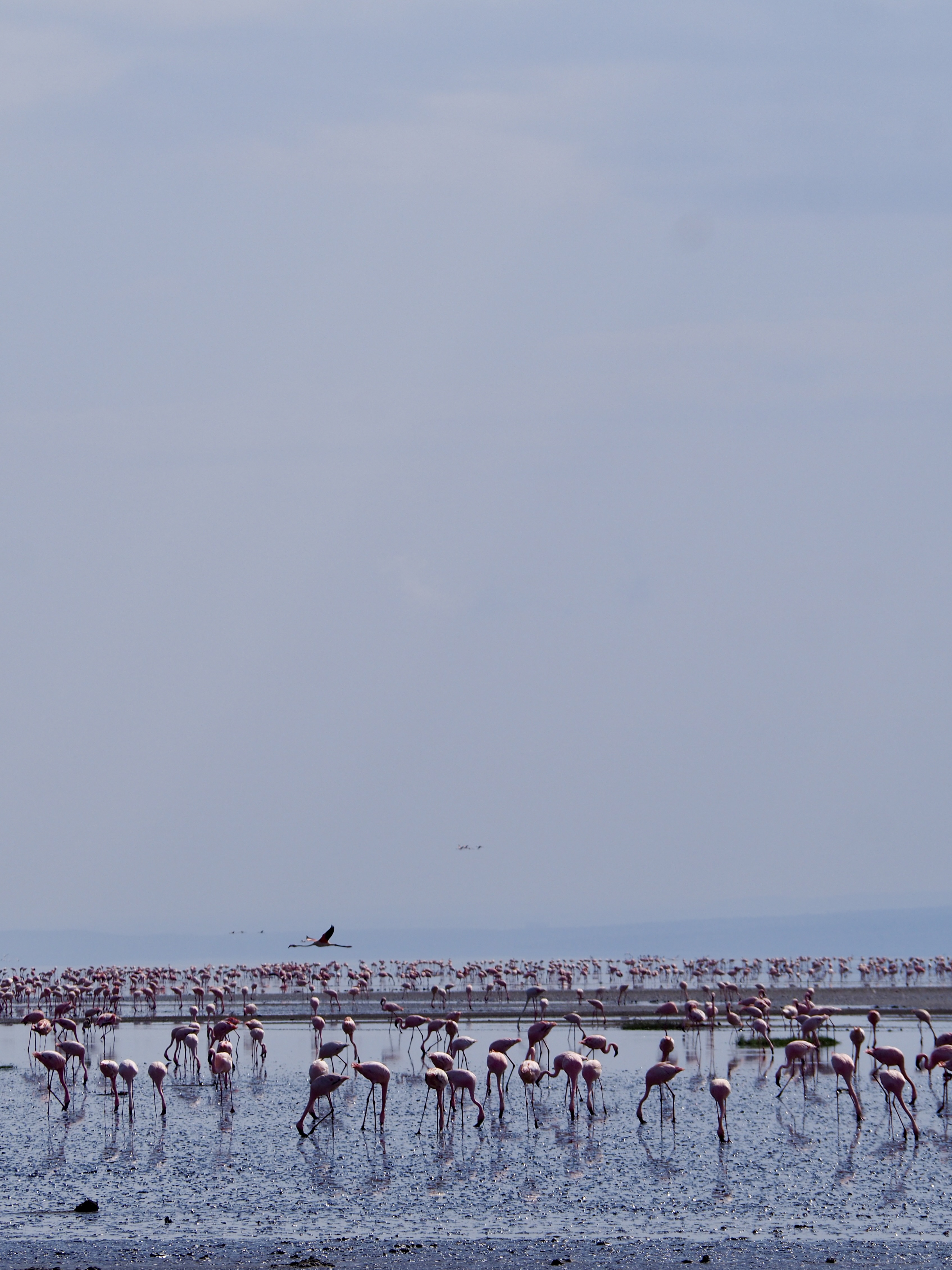 lac-natron-tanzanie-safari-flamants-roses