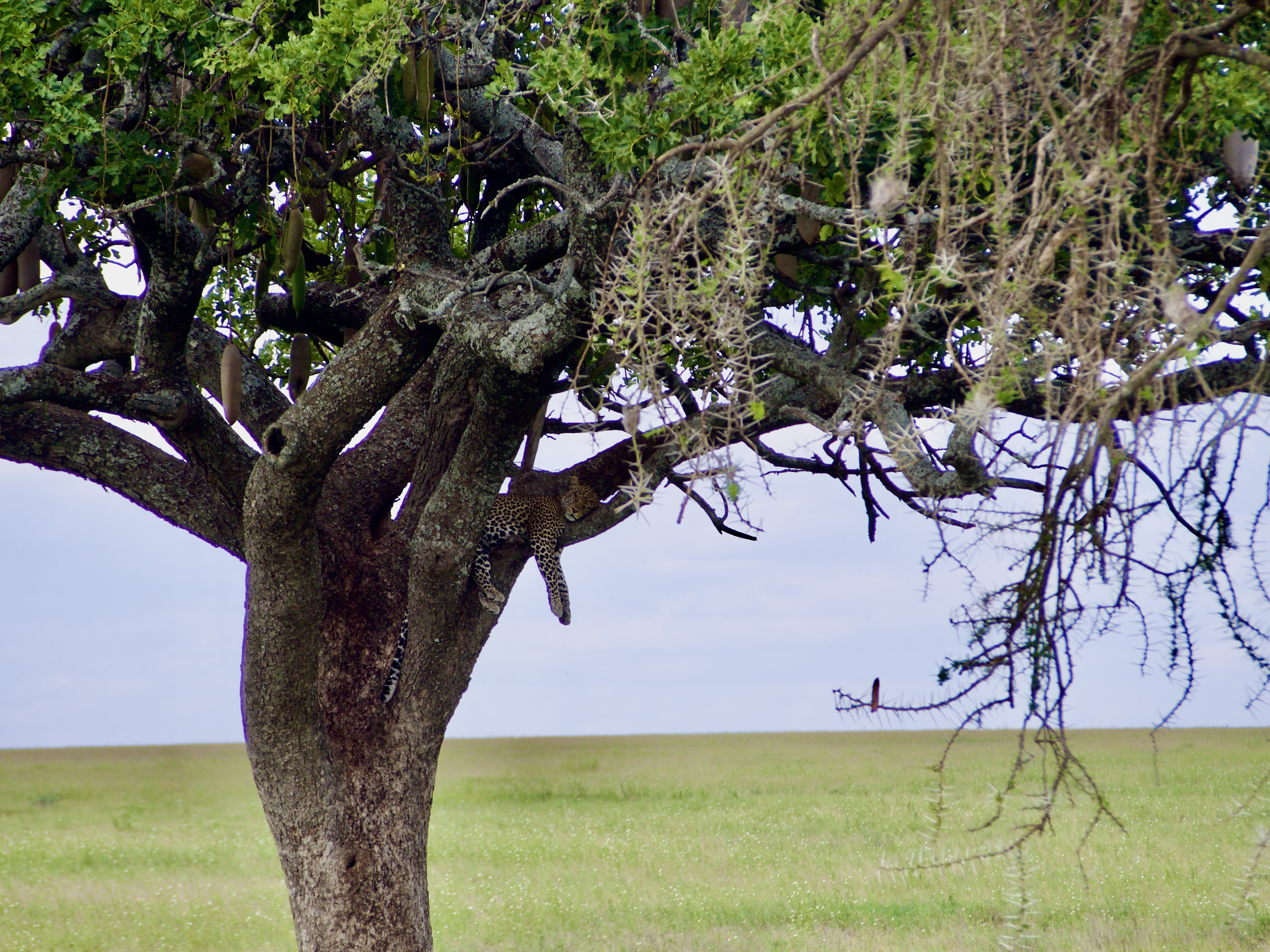 leopard-serengeti-tanzanie-en-safari