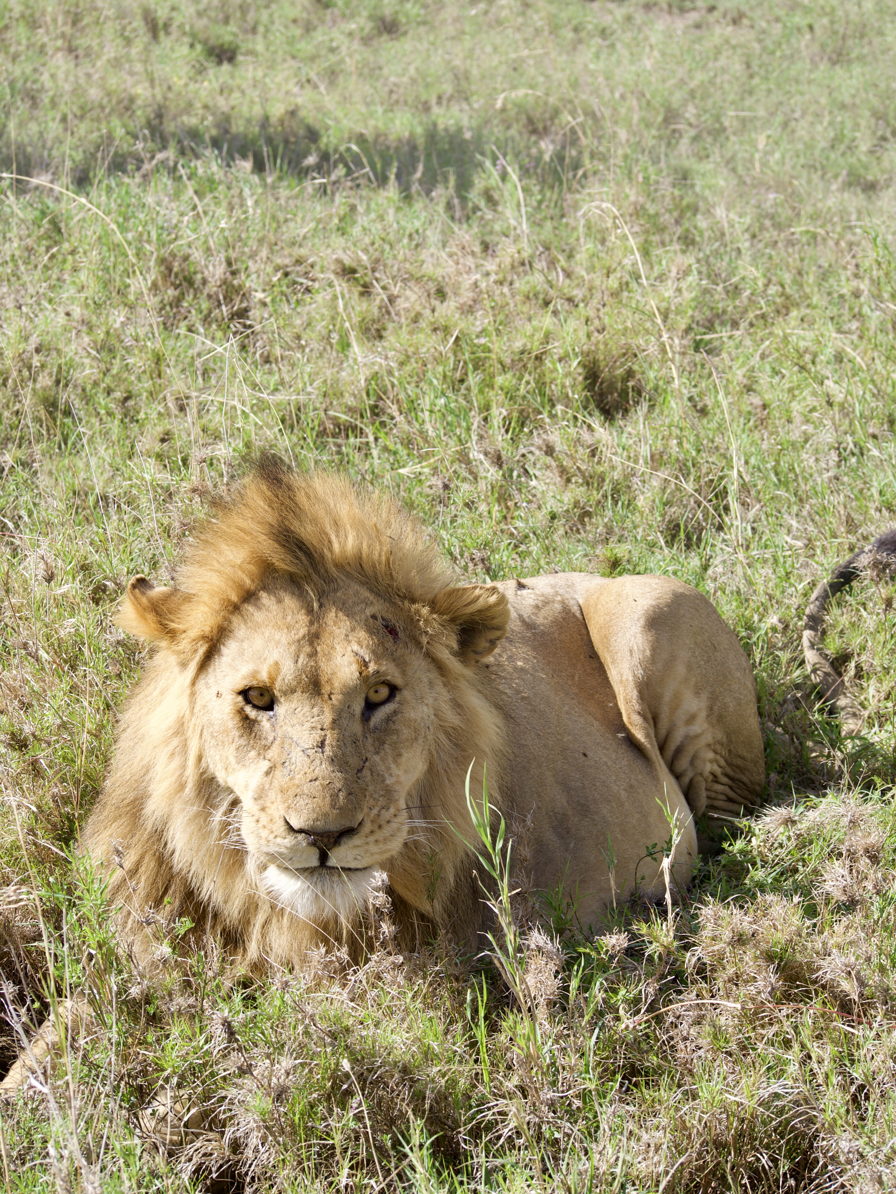 lion-serengeti-tanzanie-safari