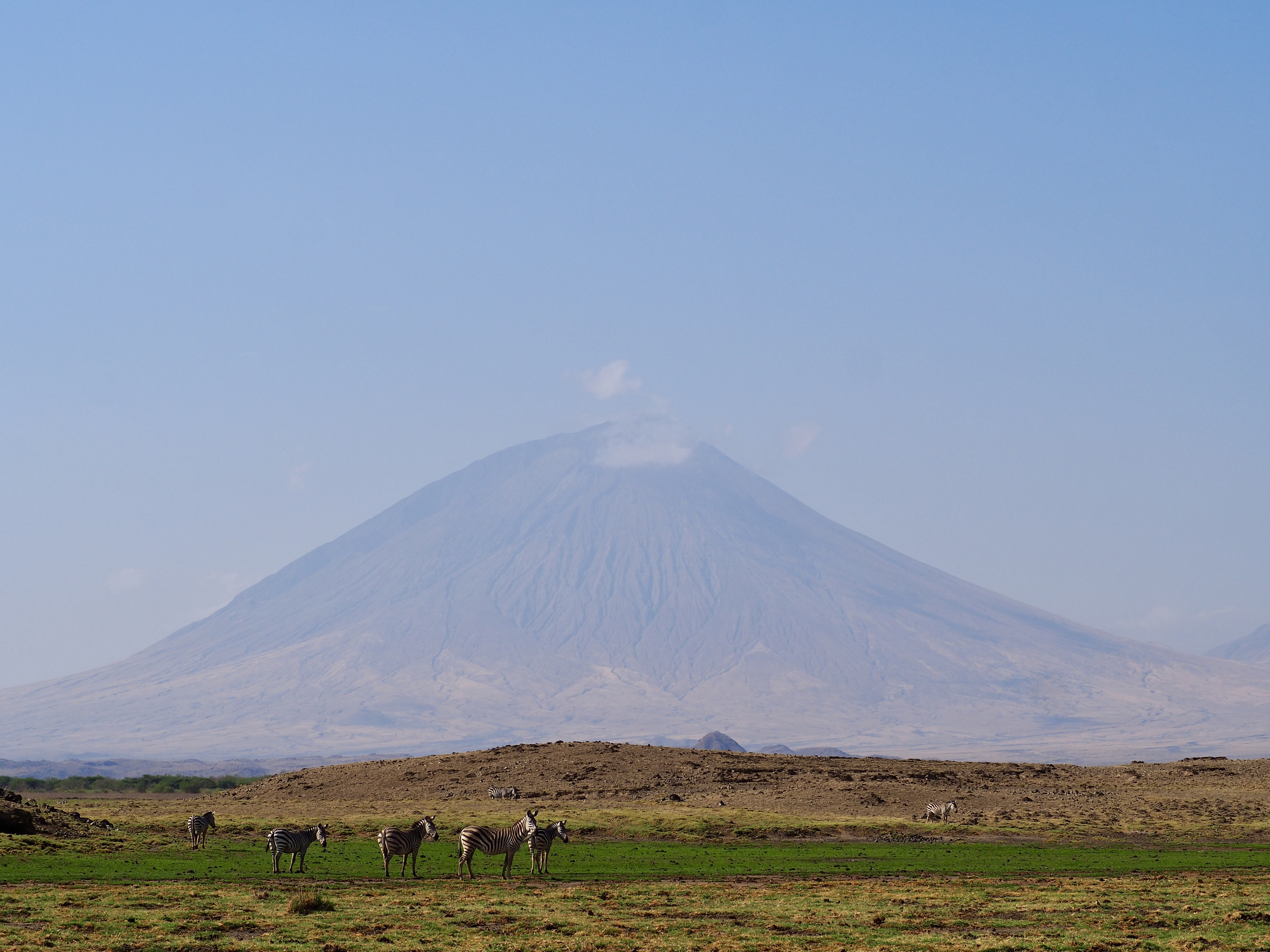 mont-lengai-safari-tanzanie-zebres