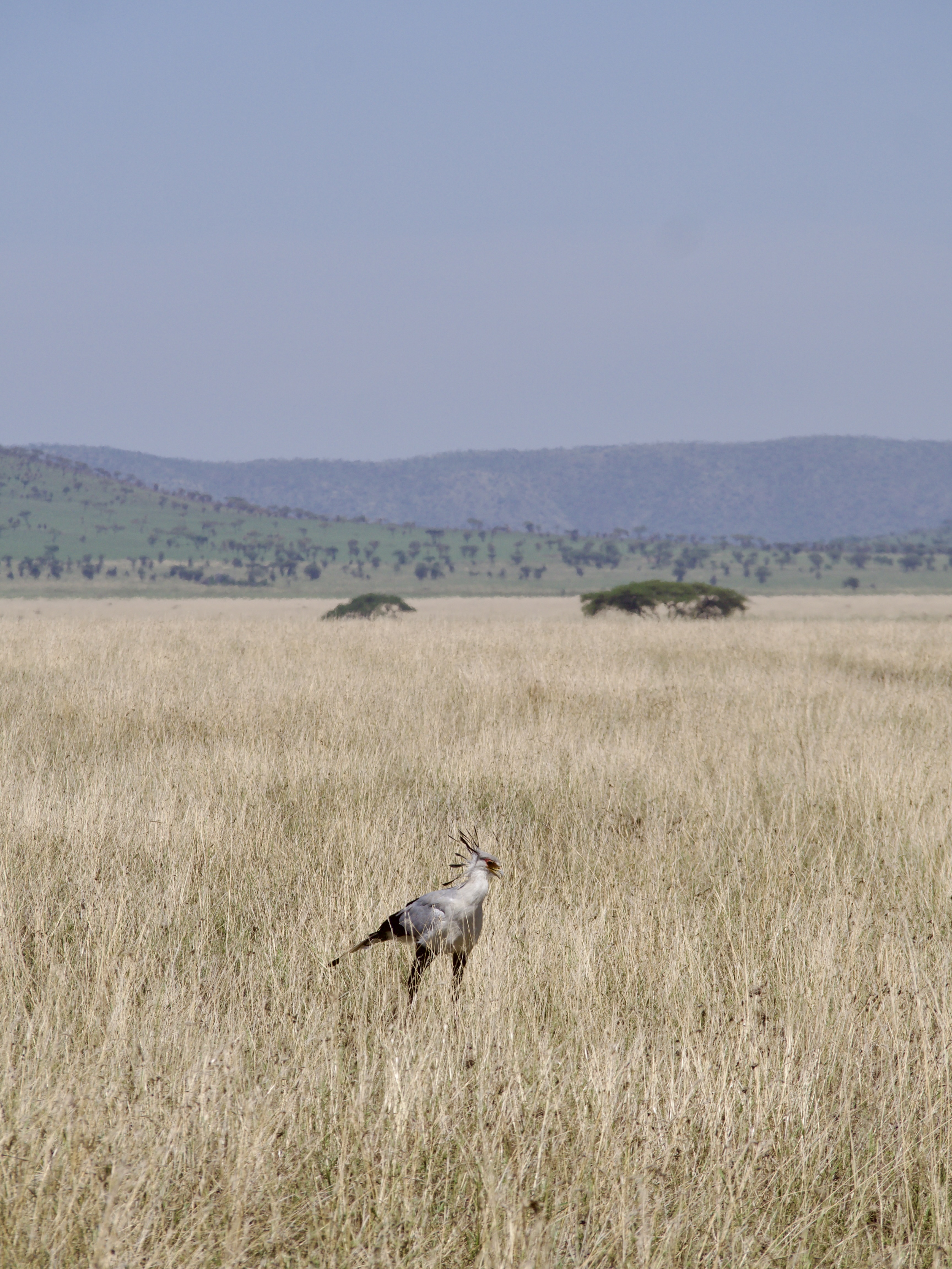 oiseau-safari-tanzani.