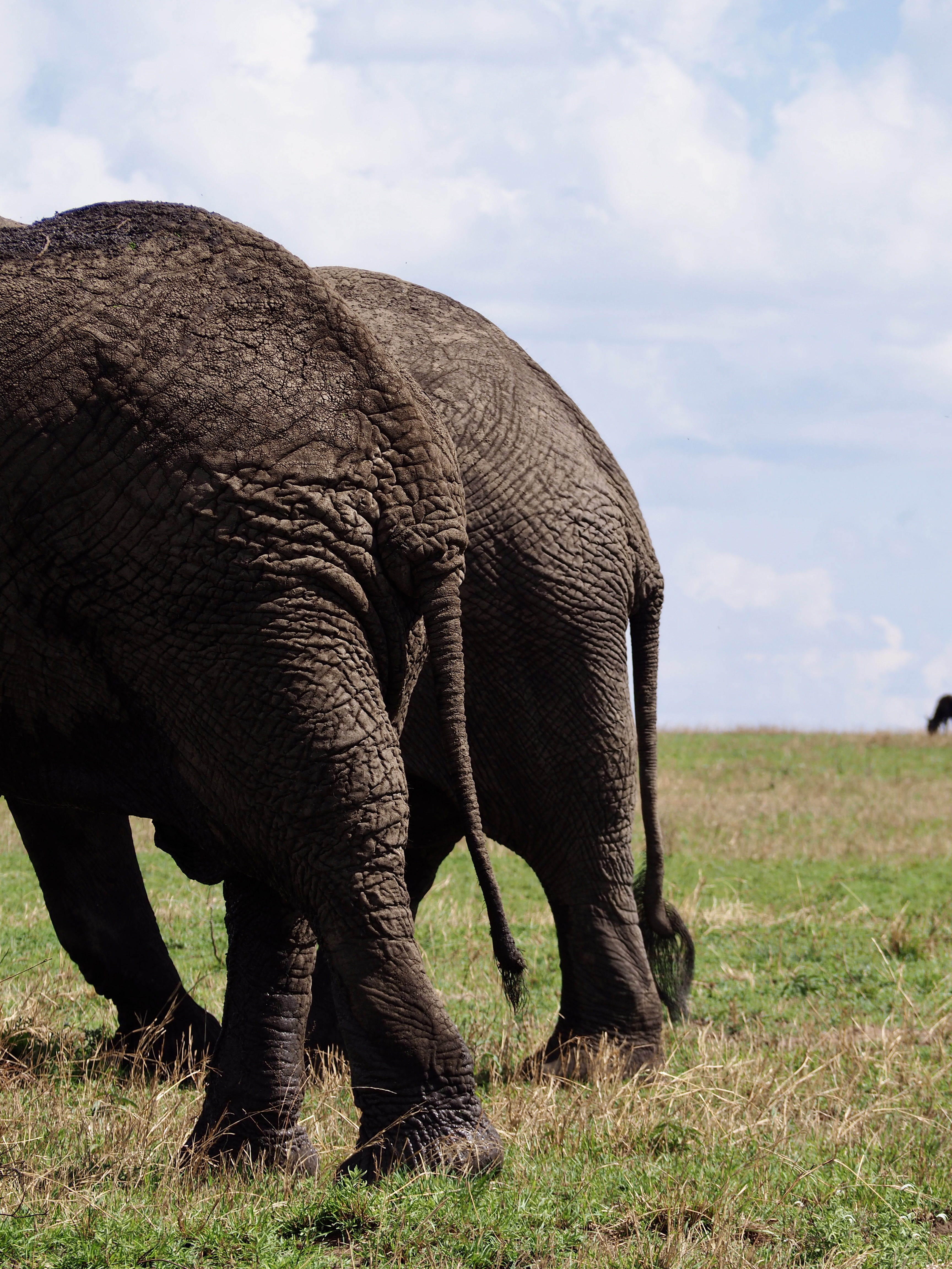 queue-d-elephants-safari-tanzanie