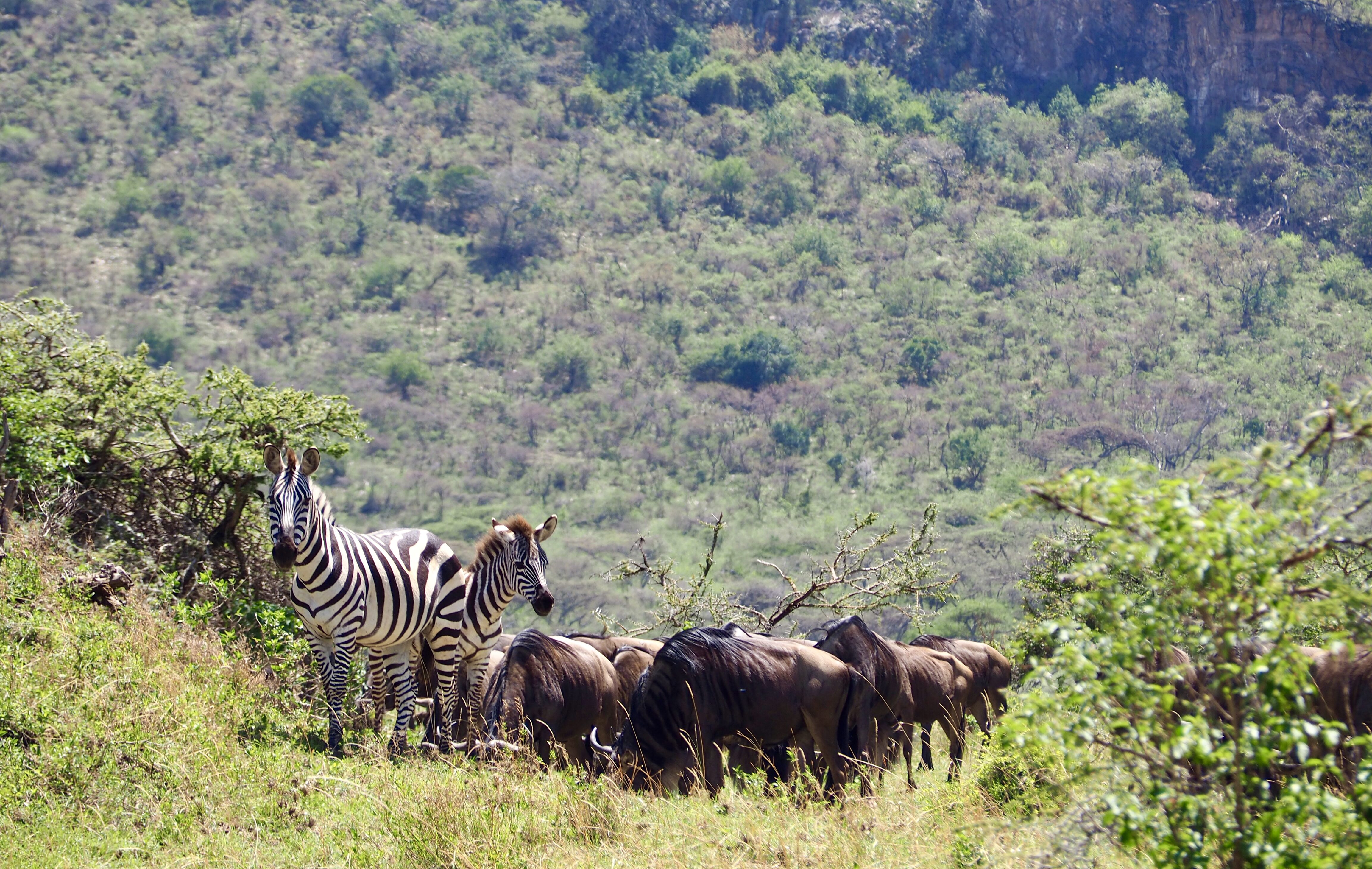 safari-Tanzanie-voyage-clioandco-zebres-et-gnous