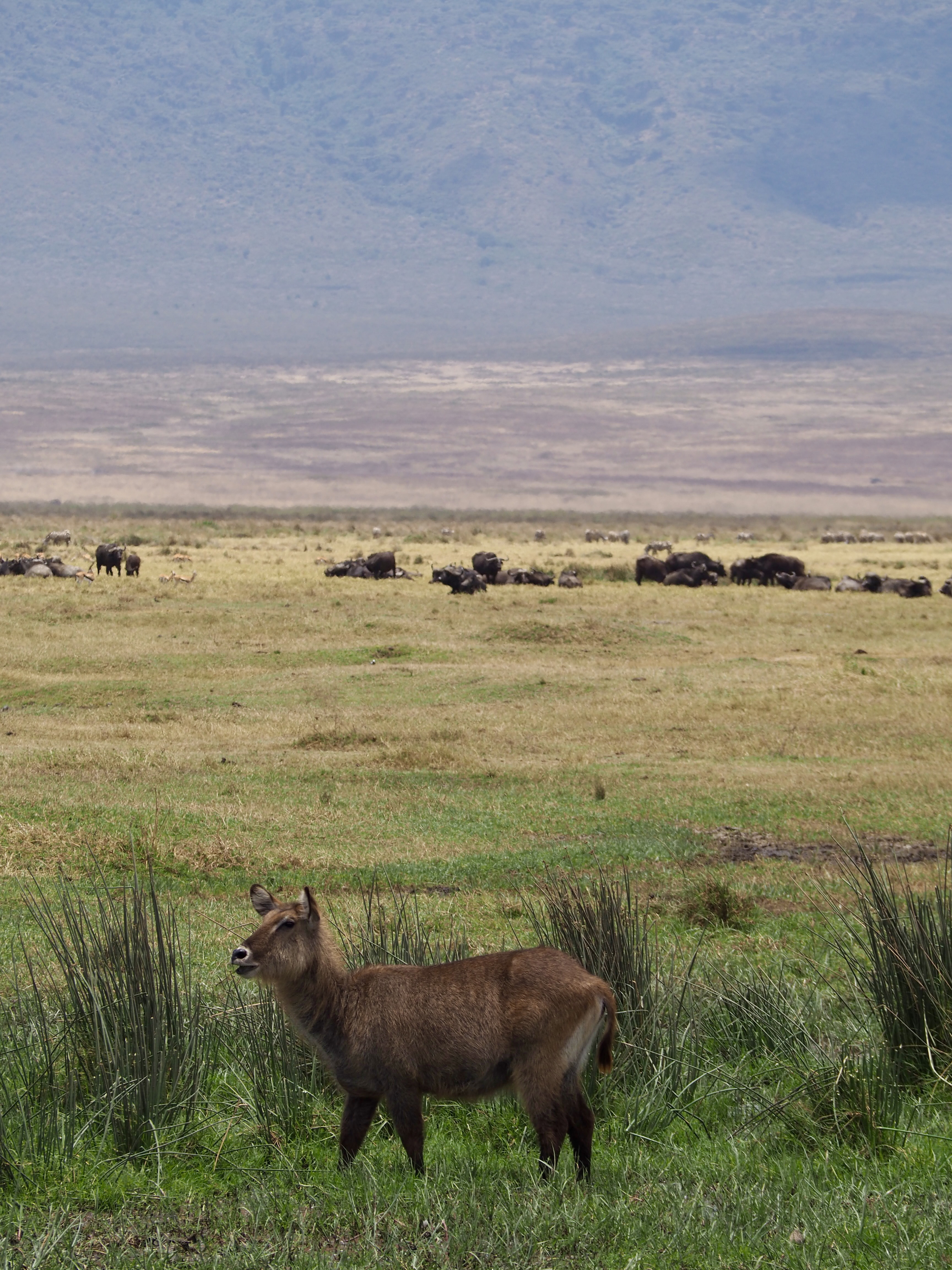 safari-en-tanzanie