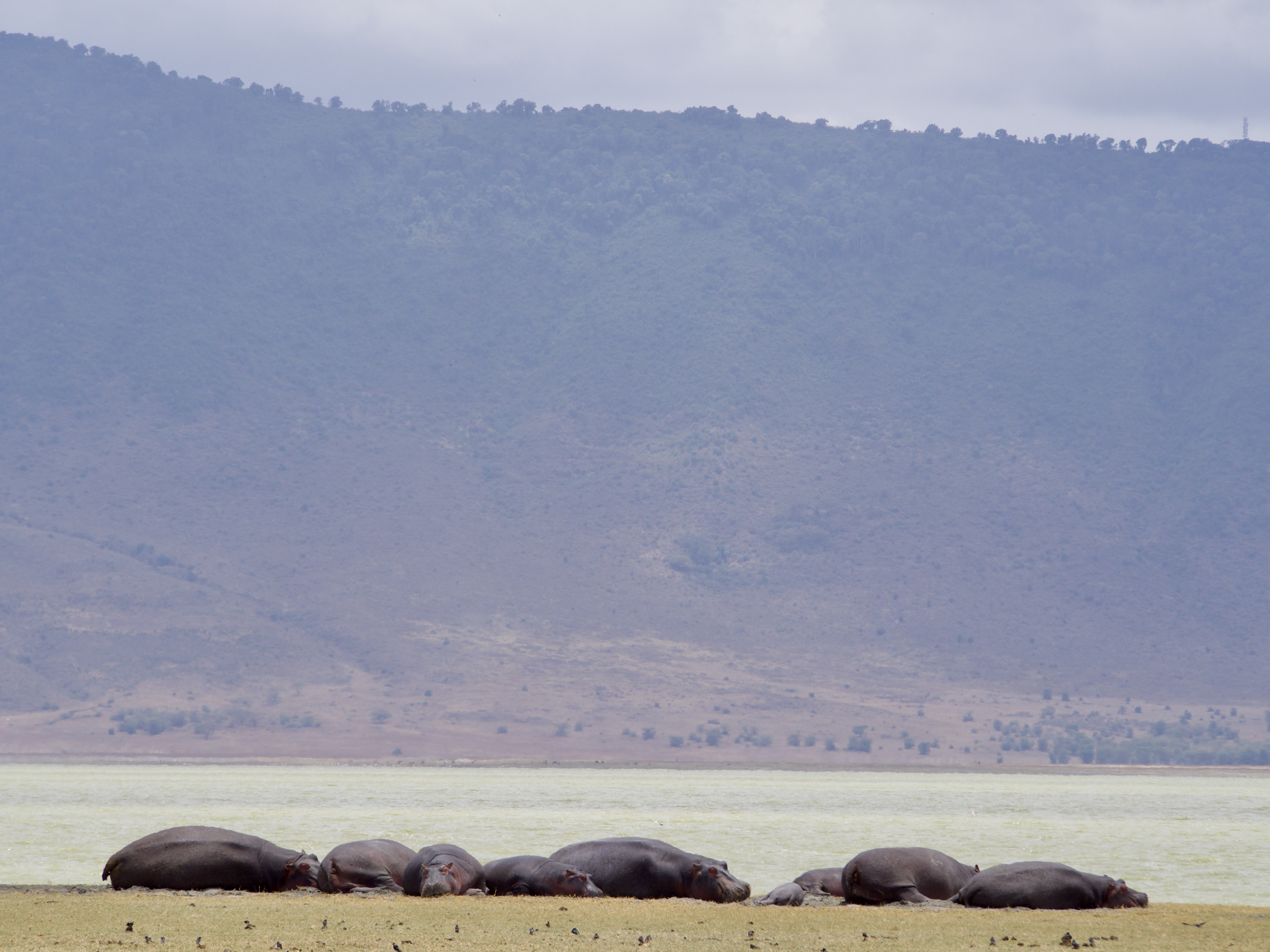 safari-tanzanie-NGORONGORO-hippopotames-