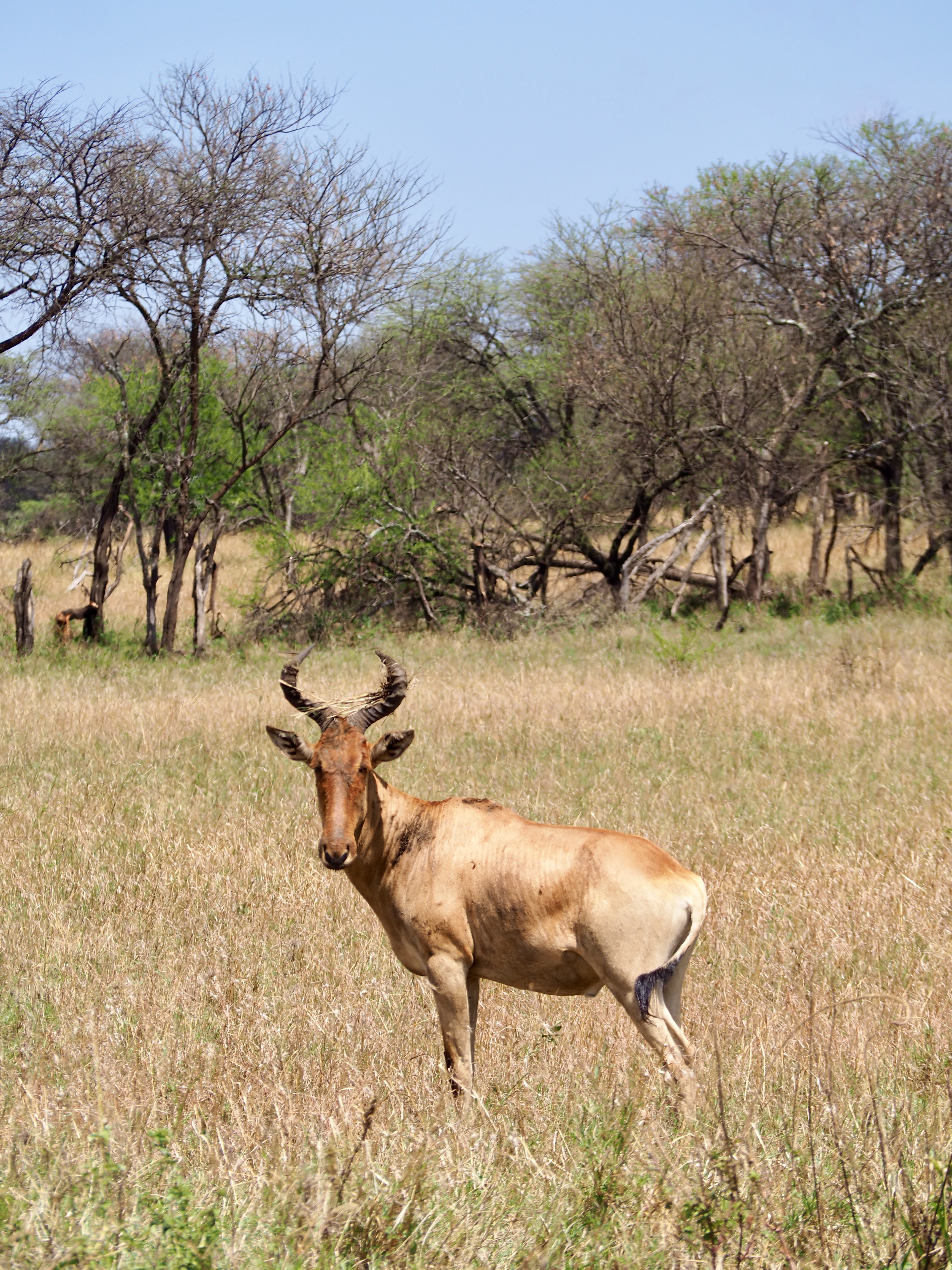 safarie tanzanie tarangire