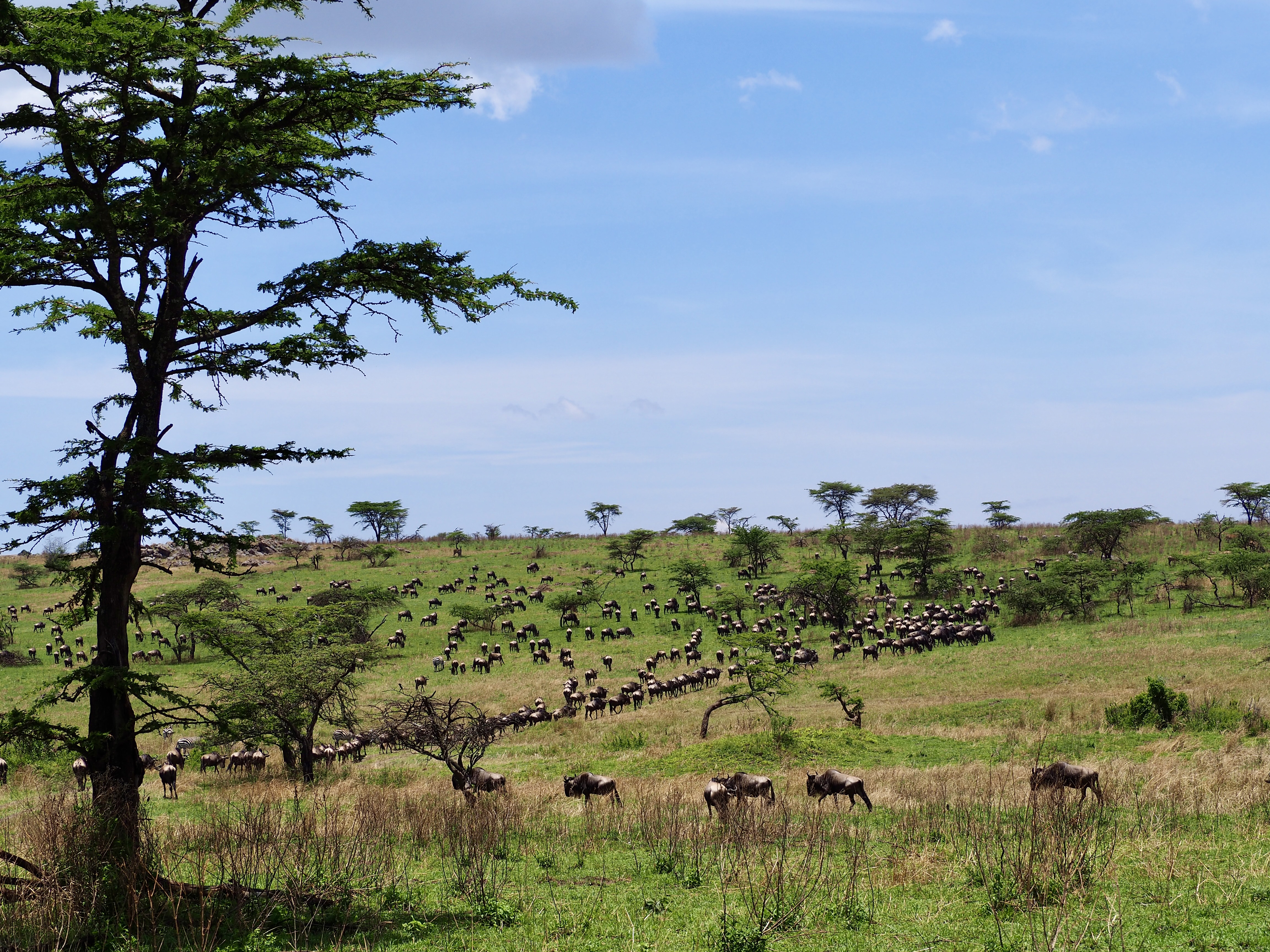 serengeti-zebres-et-gnous-safari-tanzanie