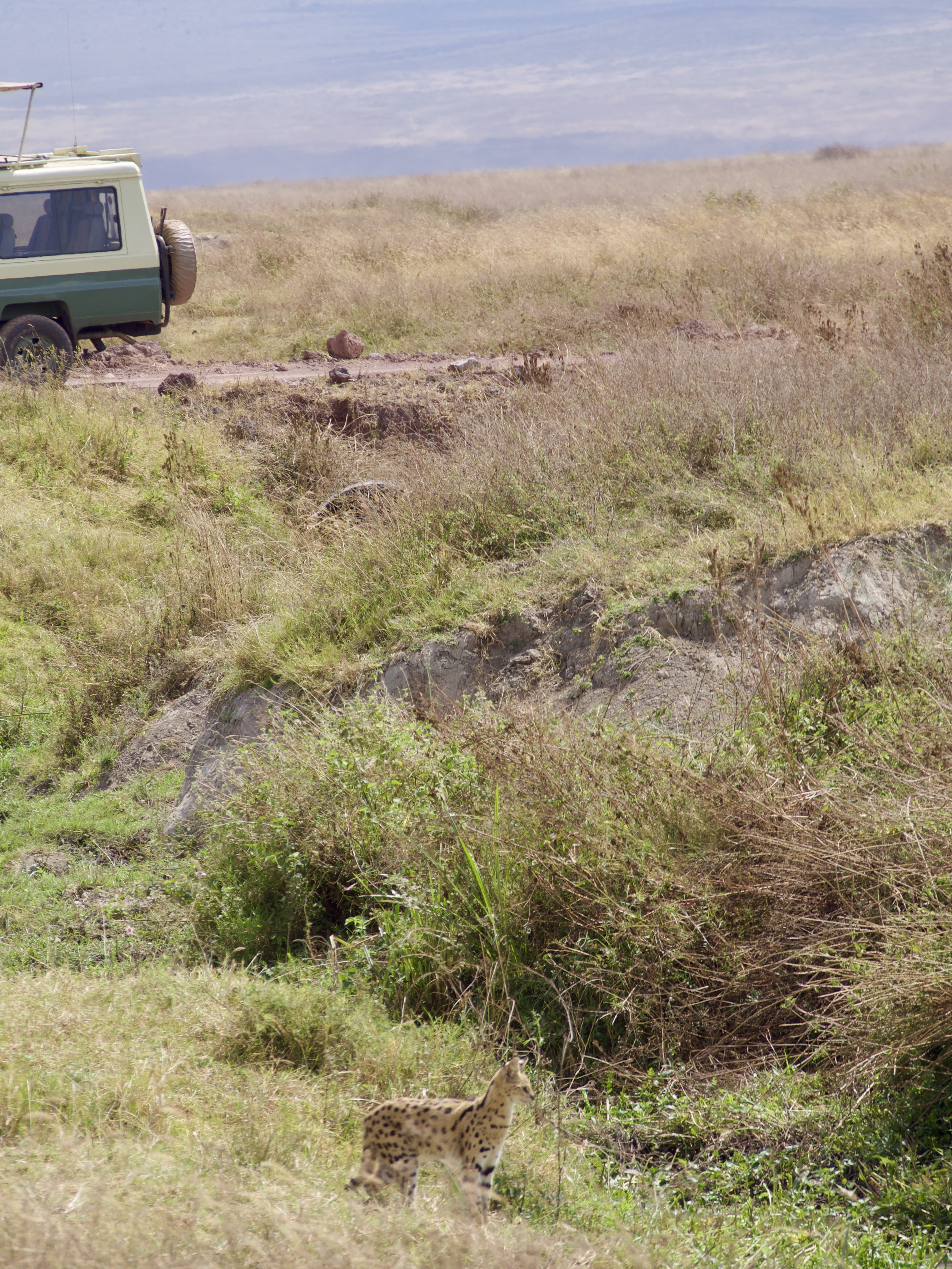 serval-safari-tanzanie