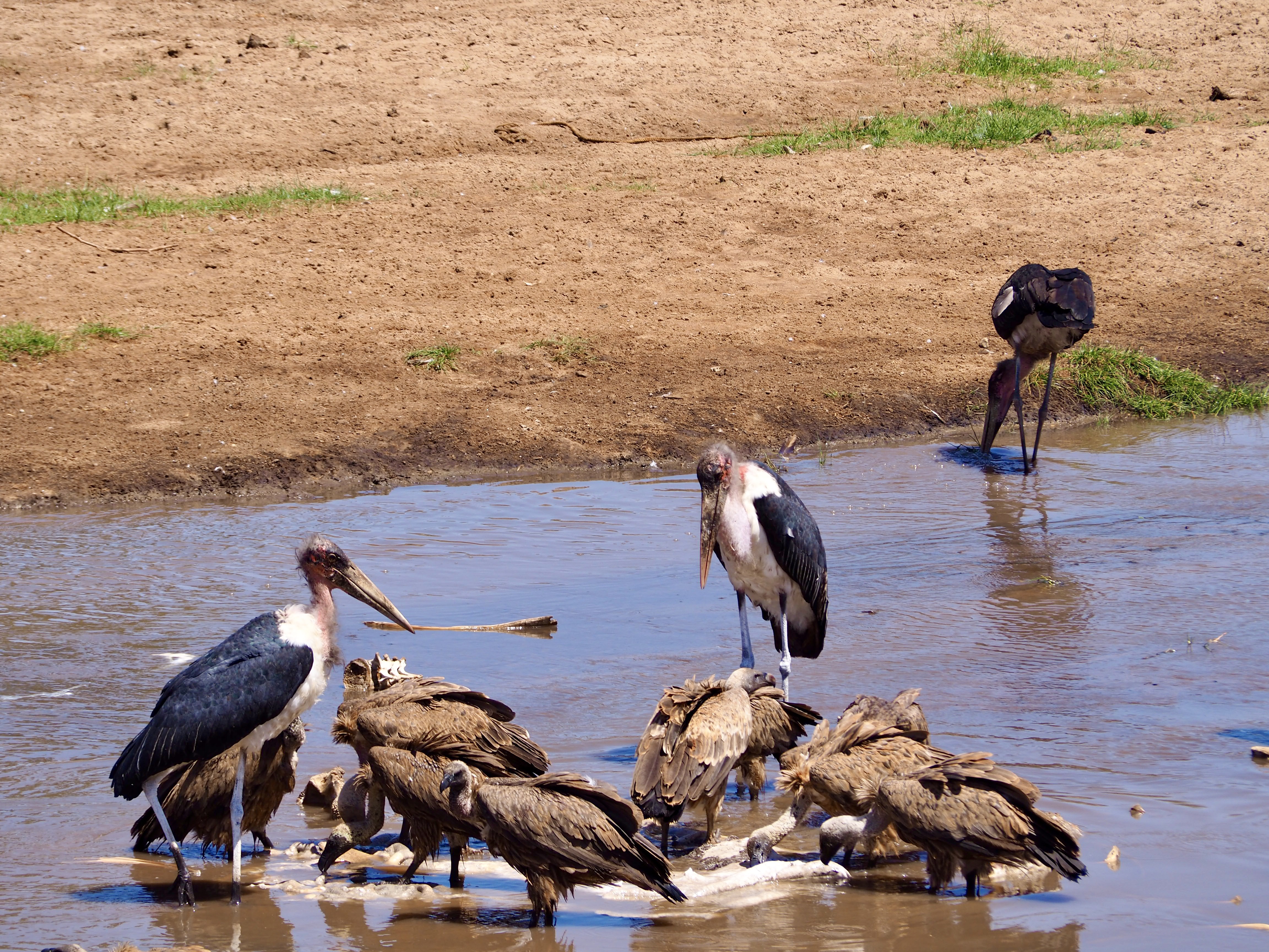 tanzanie-safari-vautour