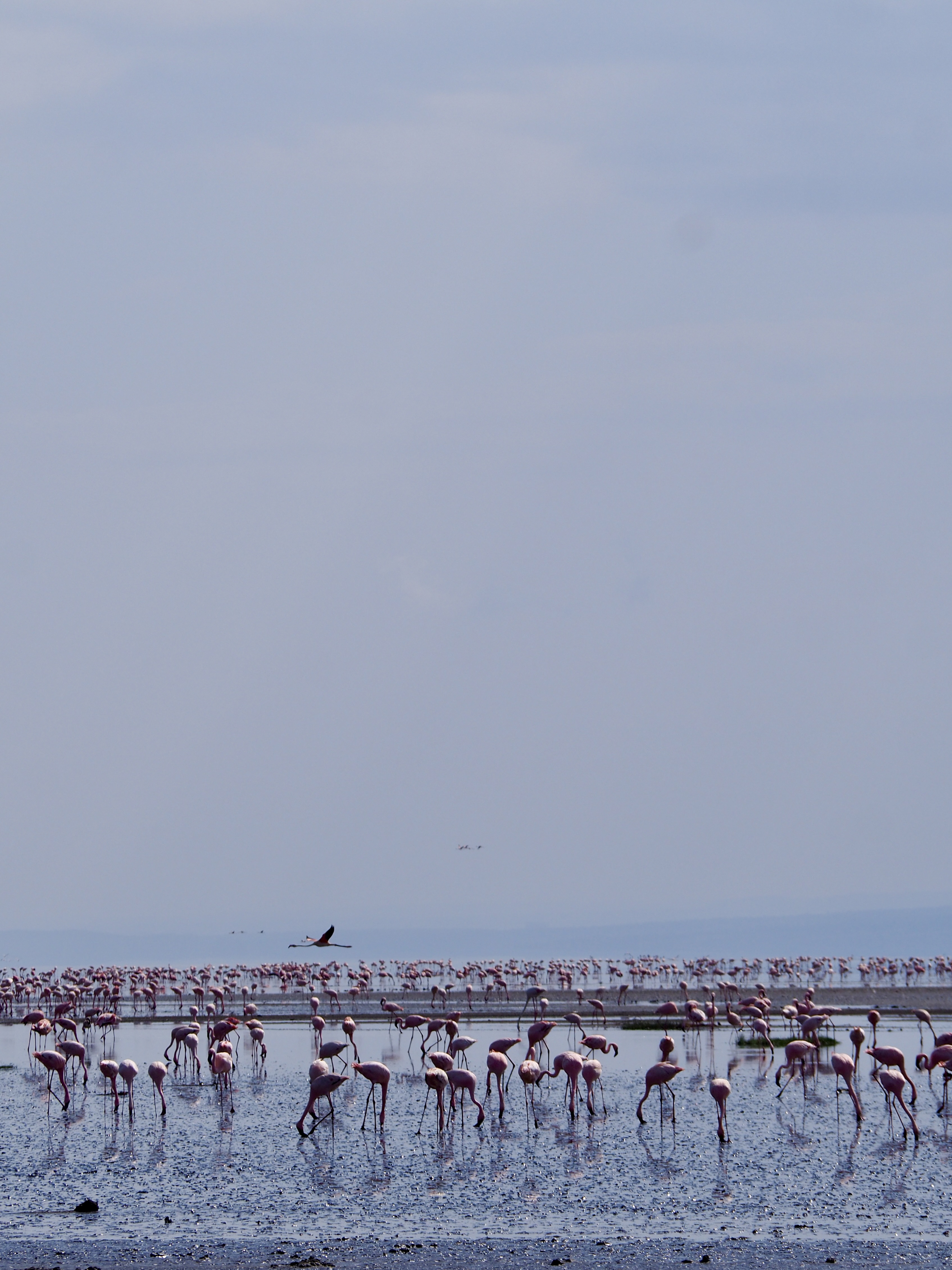 lac natron tanzanie-safari