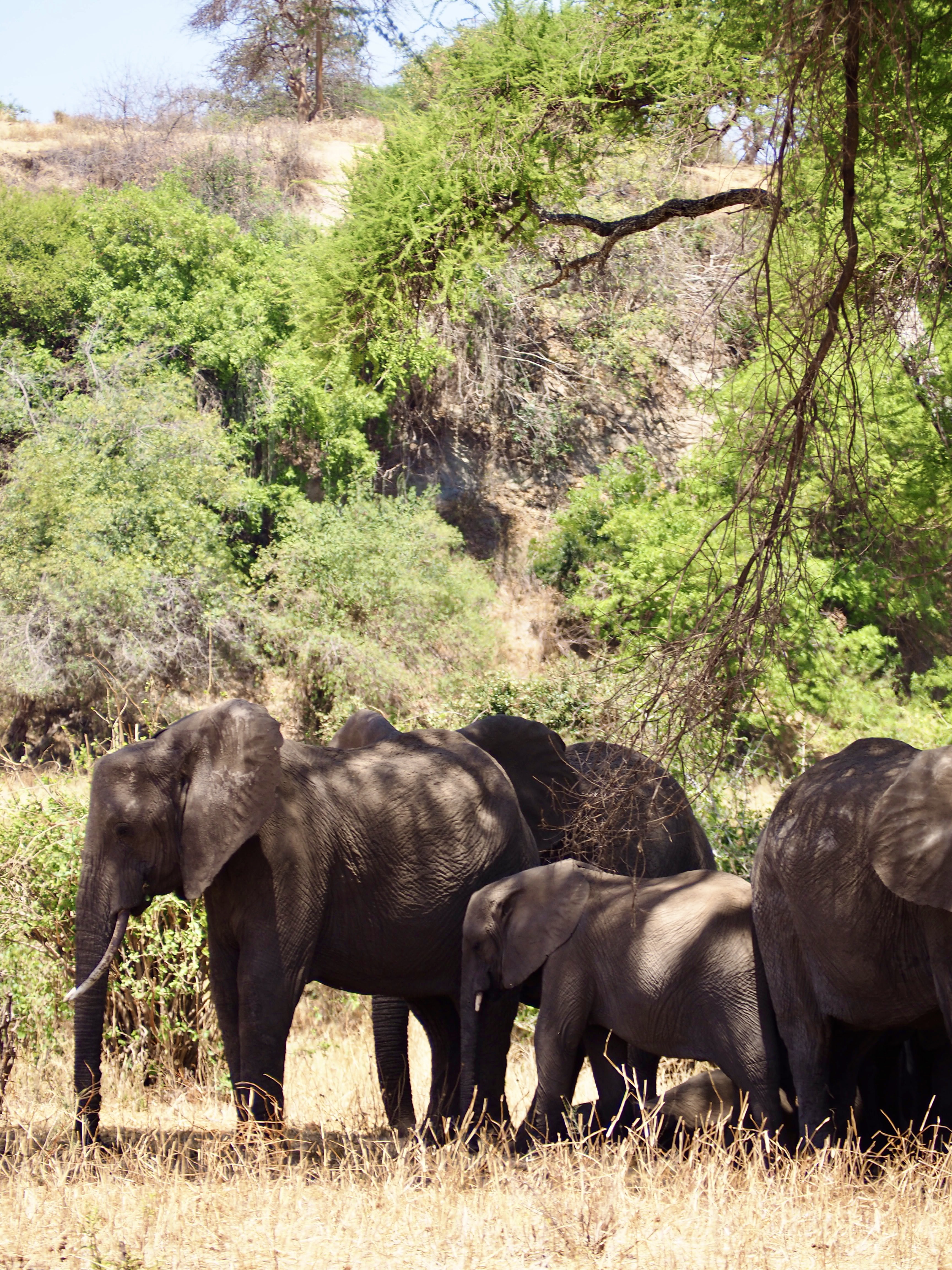 tarangire-safari-tanzanie