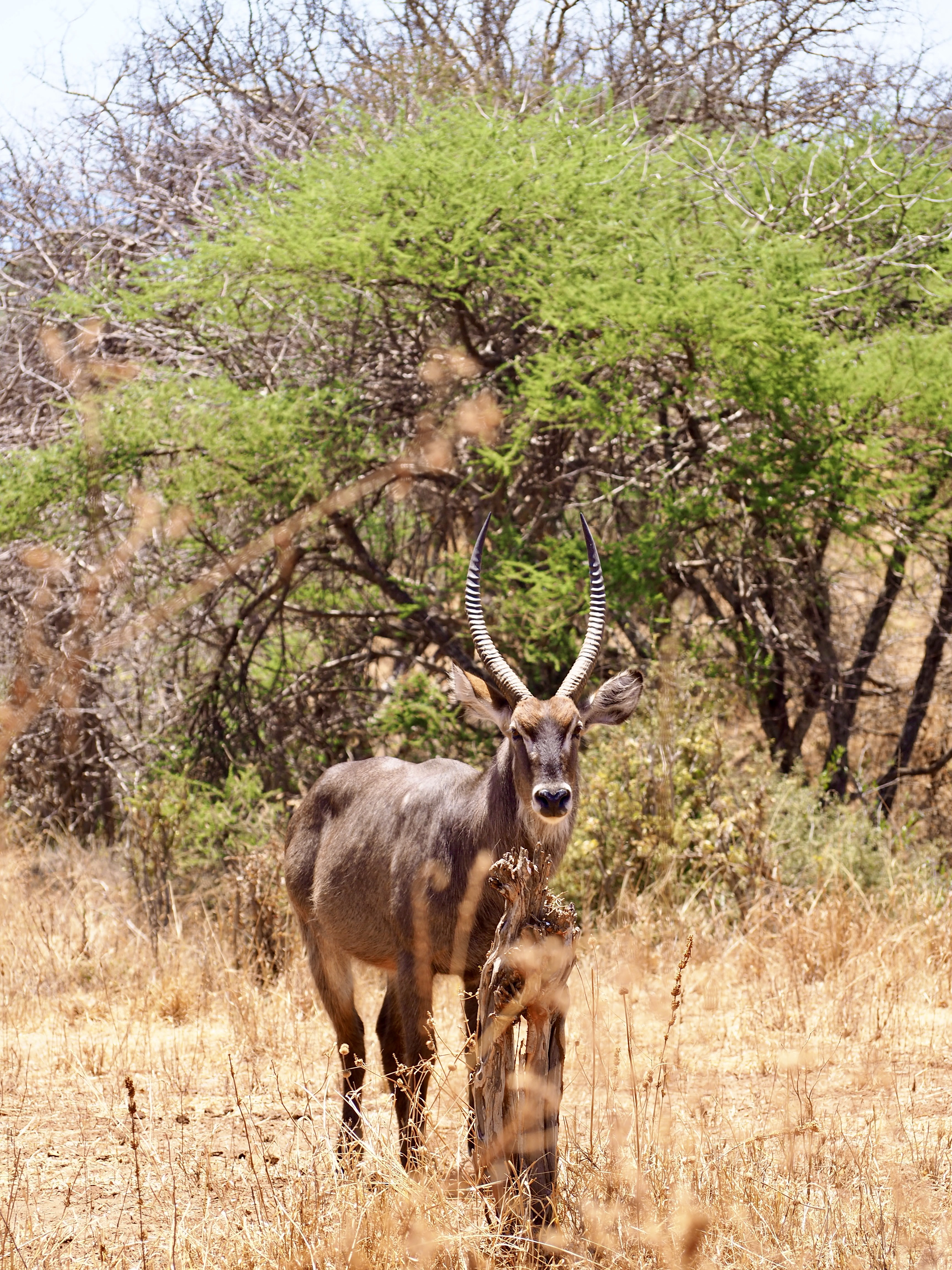 tarangire-tanzanie