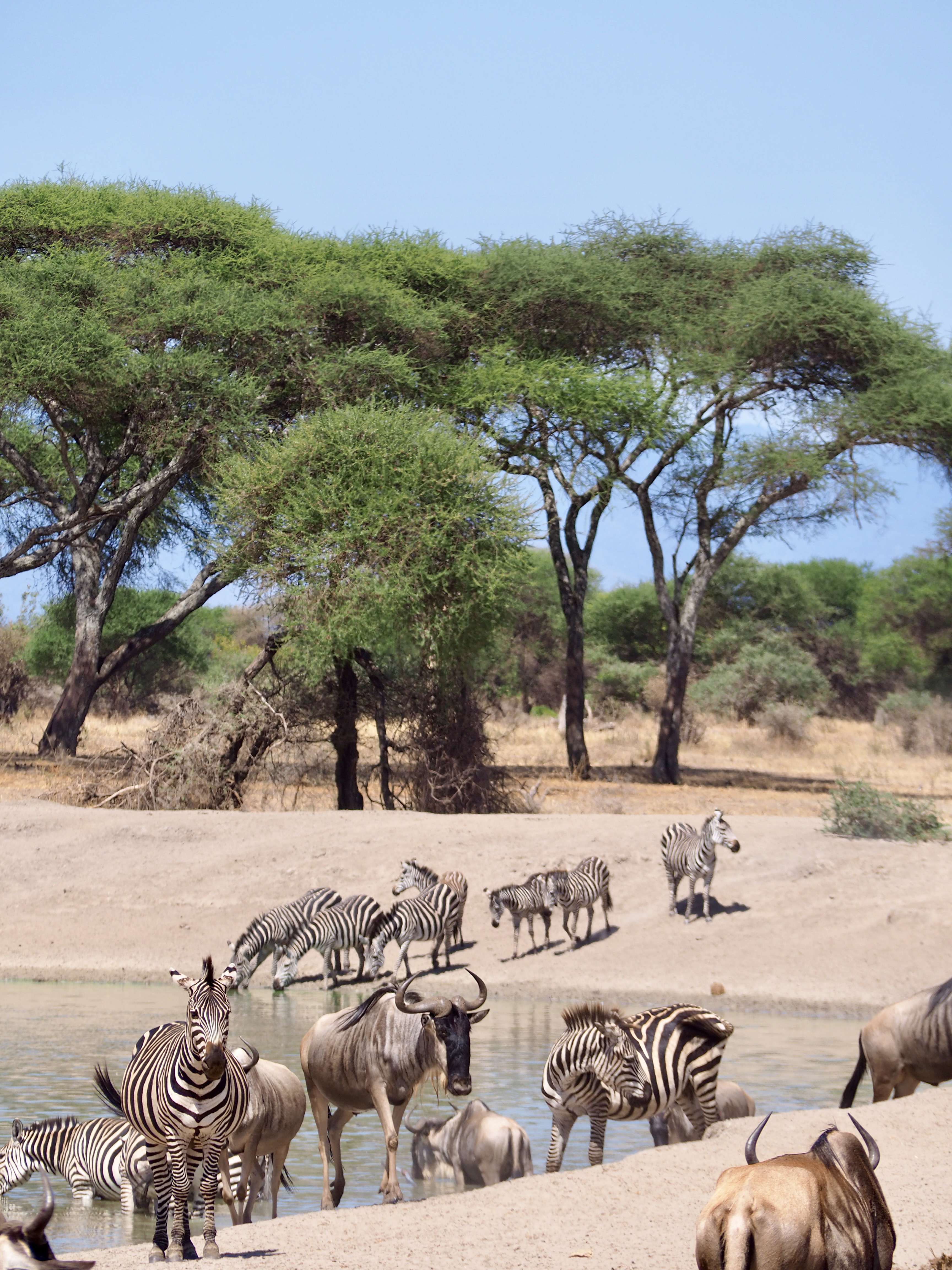 tarengire-safari-tanzanie.