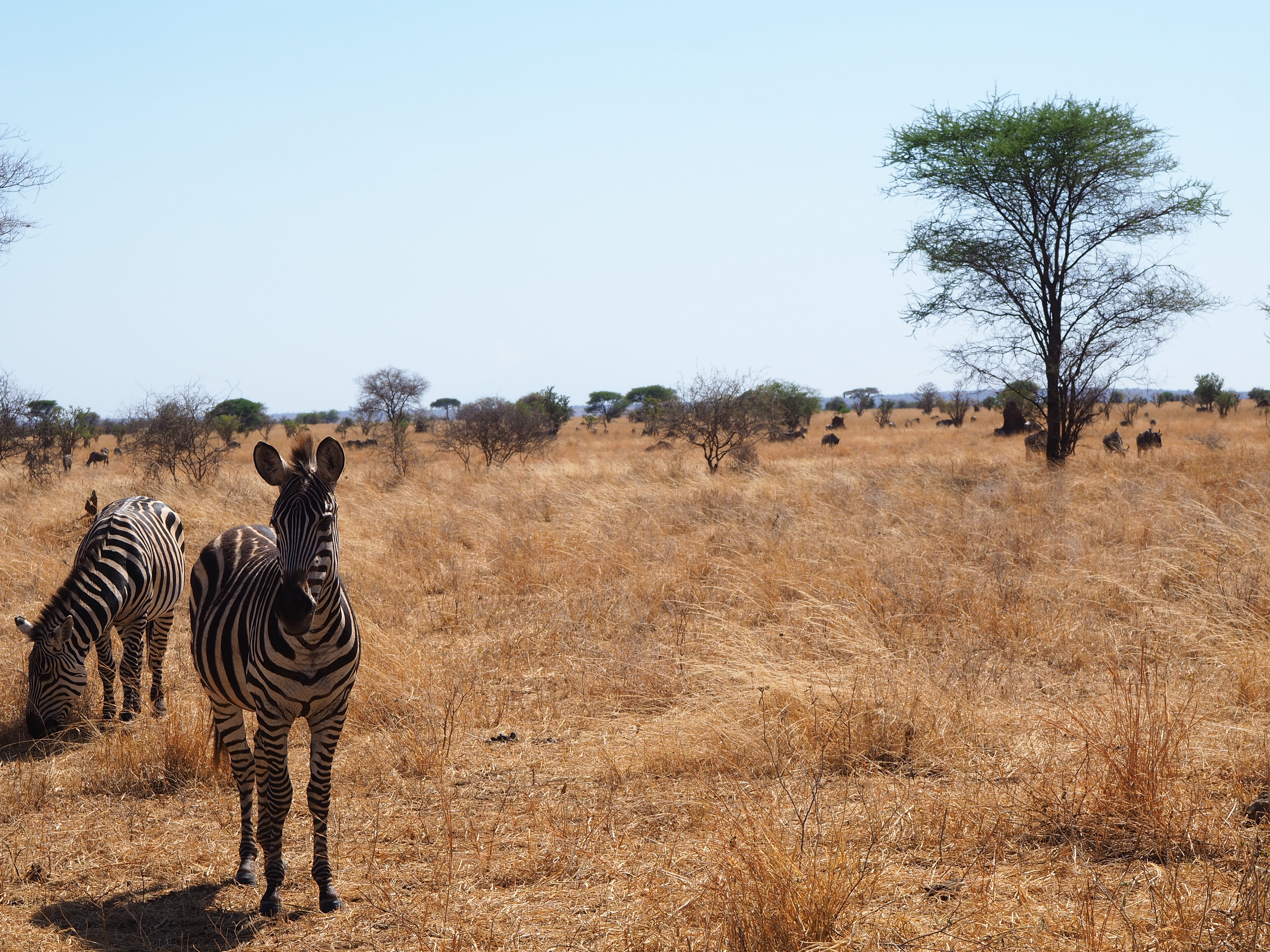 zebre-en-tanzanie