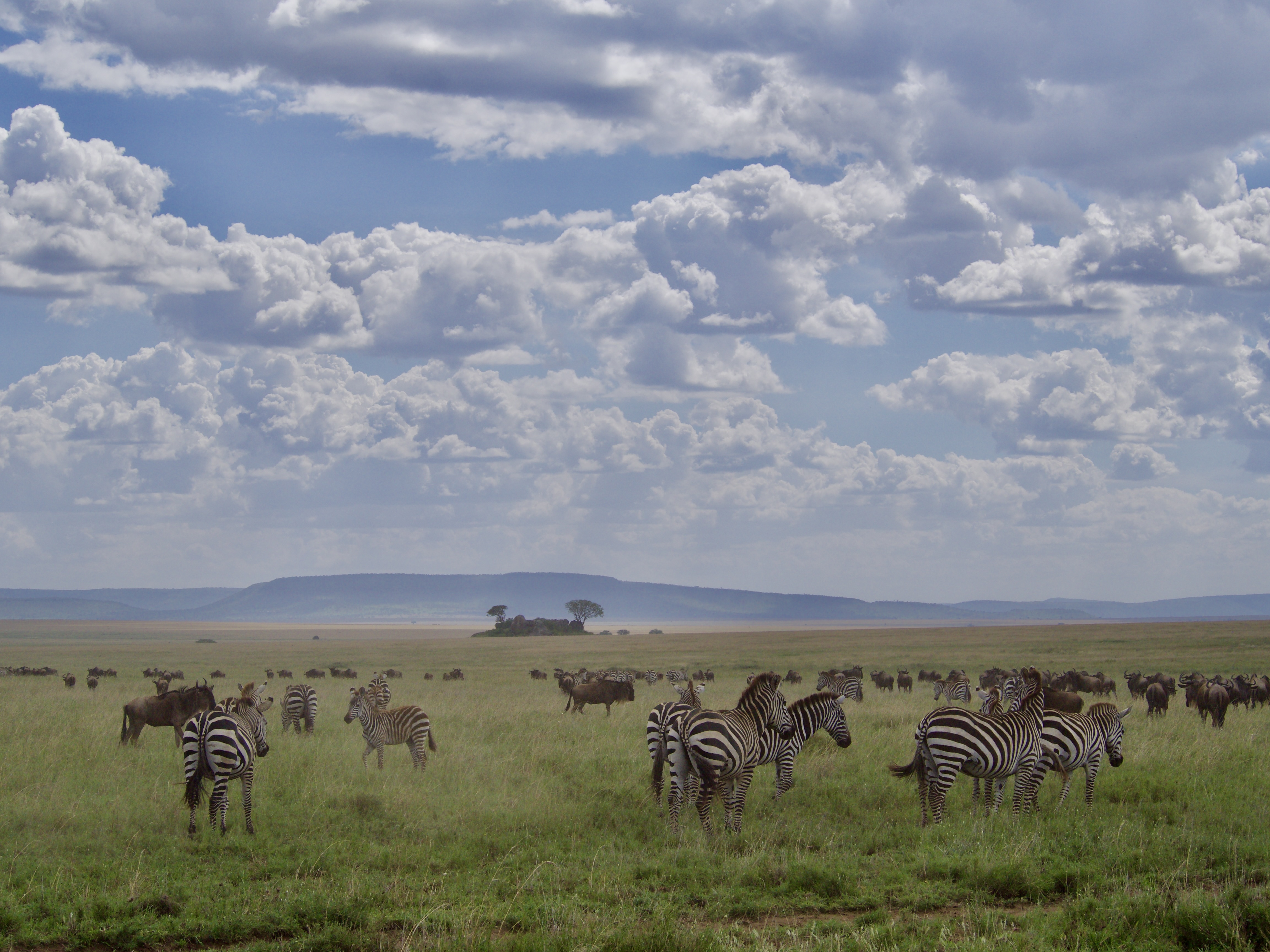 zebres-tanzanie